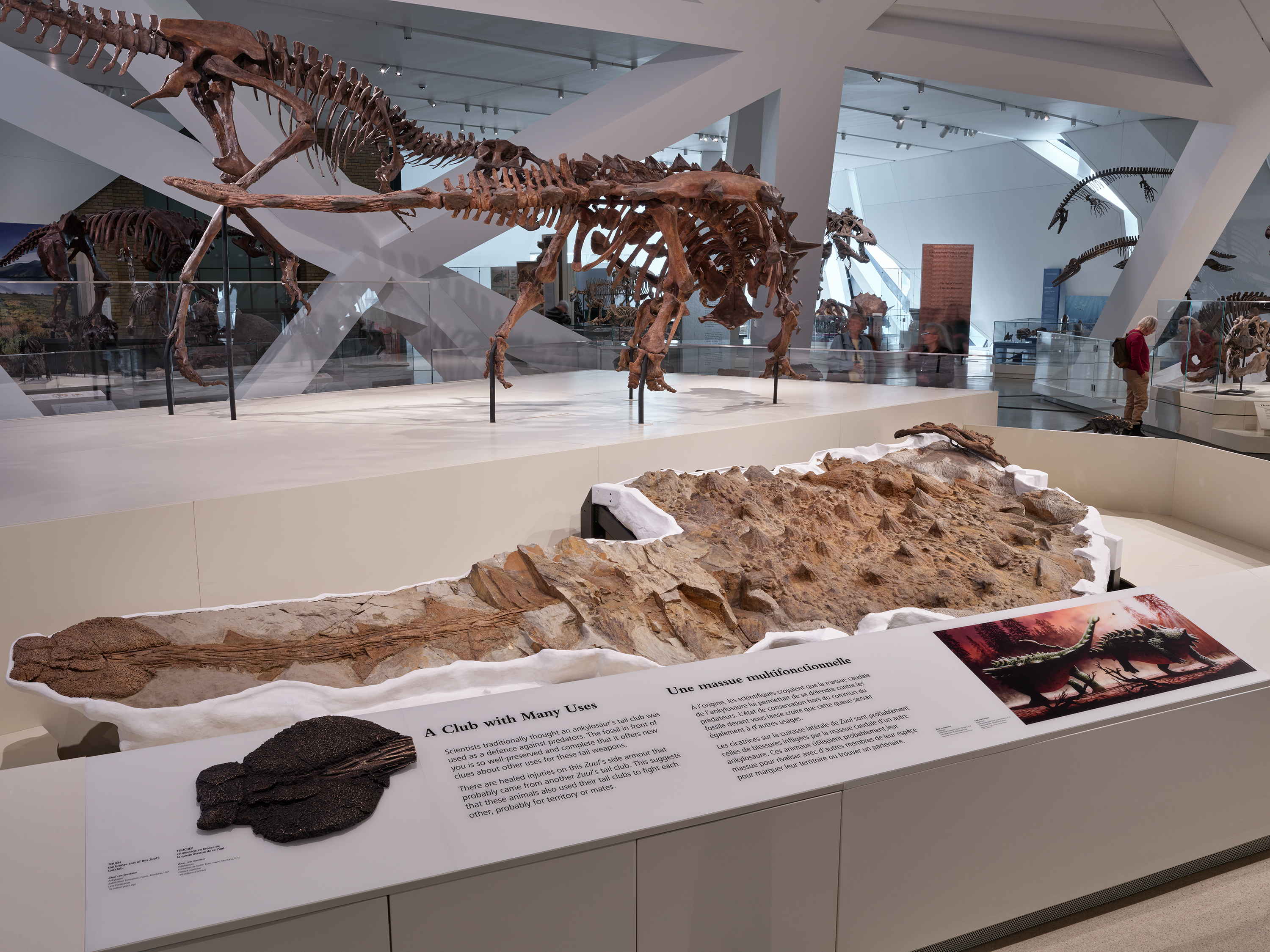 The ankylosaur Zuul on display in the James and Louise Temerty Galleries of the Age of Dinosaurs.