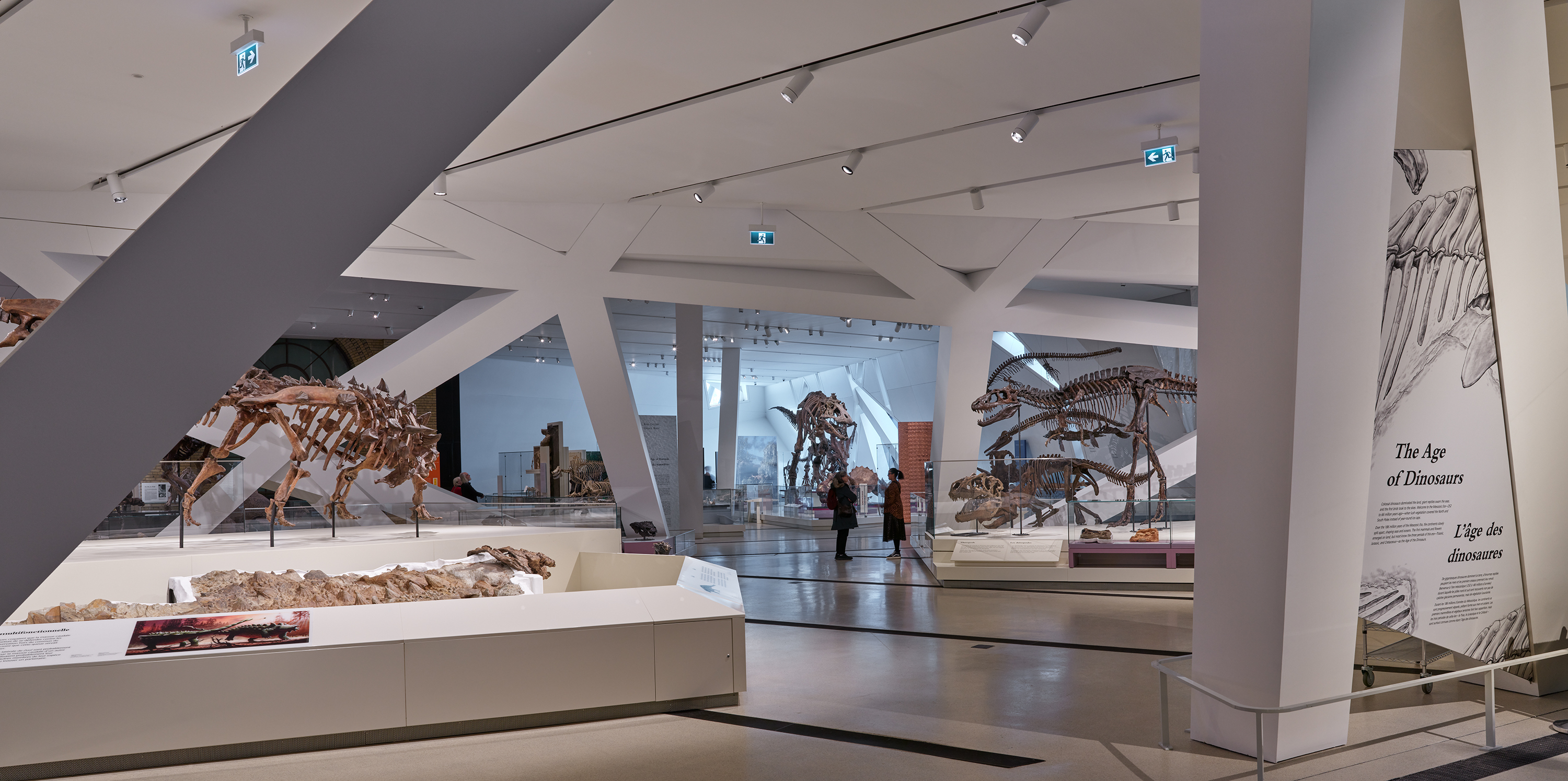 Looking through the gallery toward Tyrannosaurus rex.