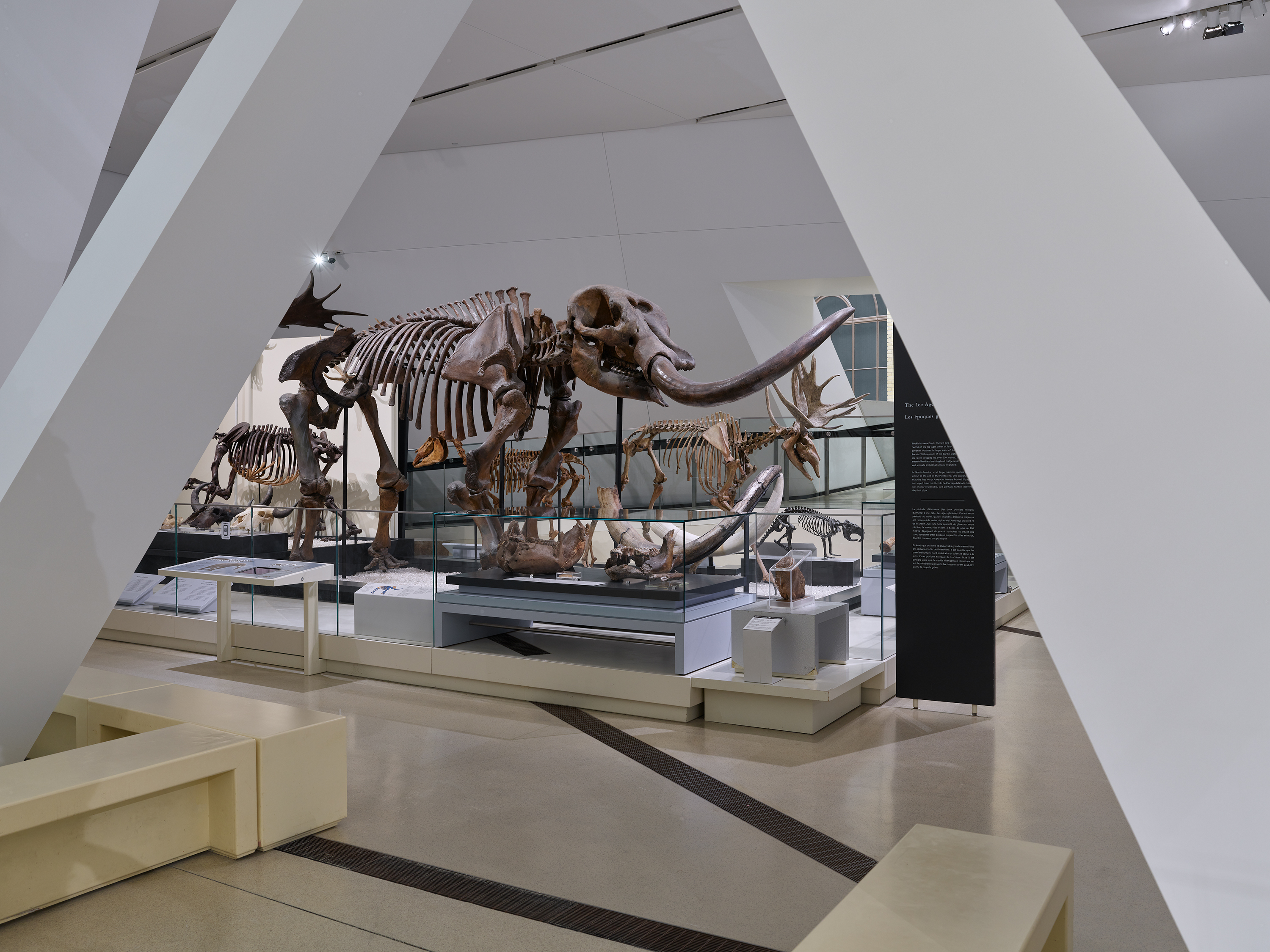 skeleton of a mammoth visible through building pillars