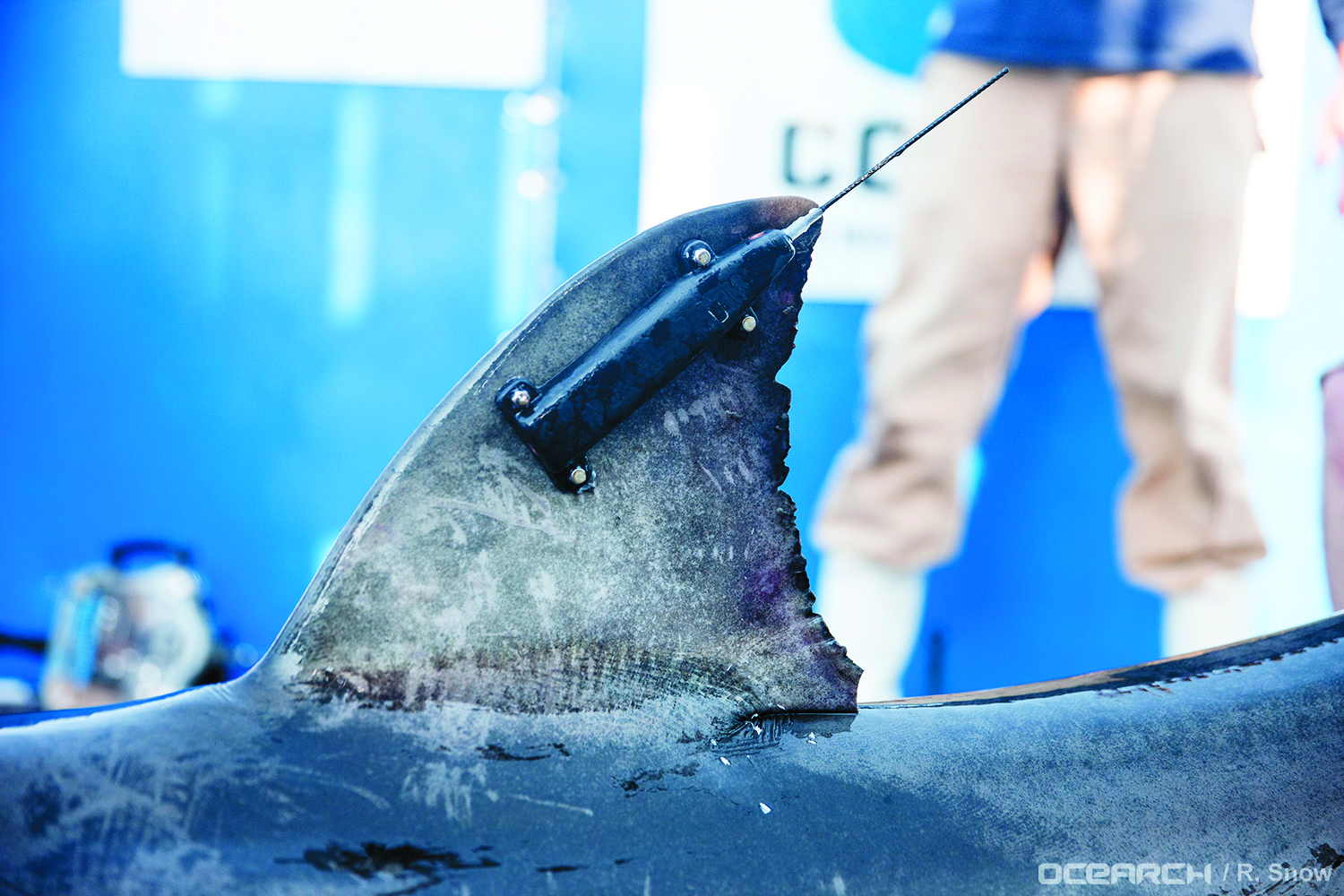 Close-up of a person holding a large shark's dorsal fin.