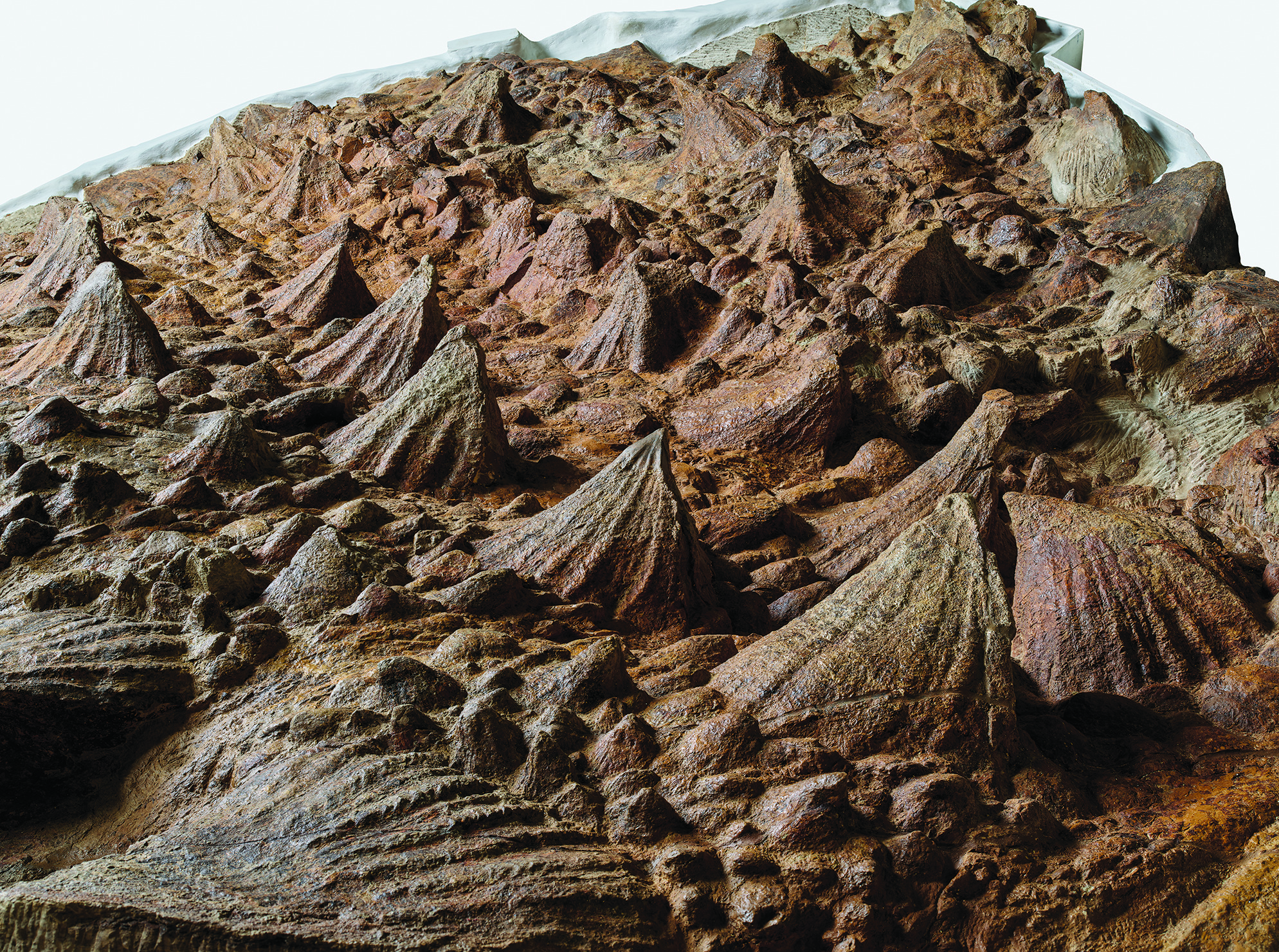Close-up of a fossilized brown trilobite with a detailed, ridged exoskeleton.