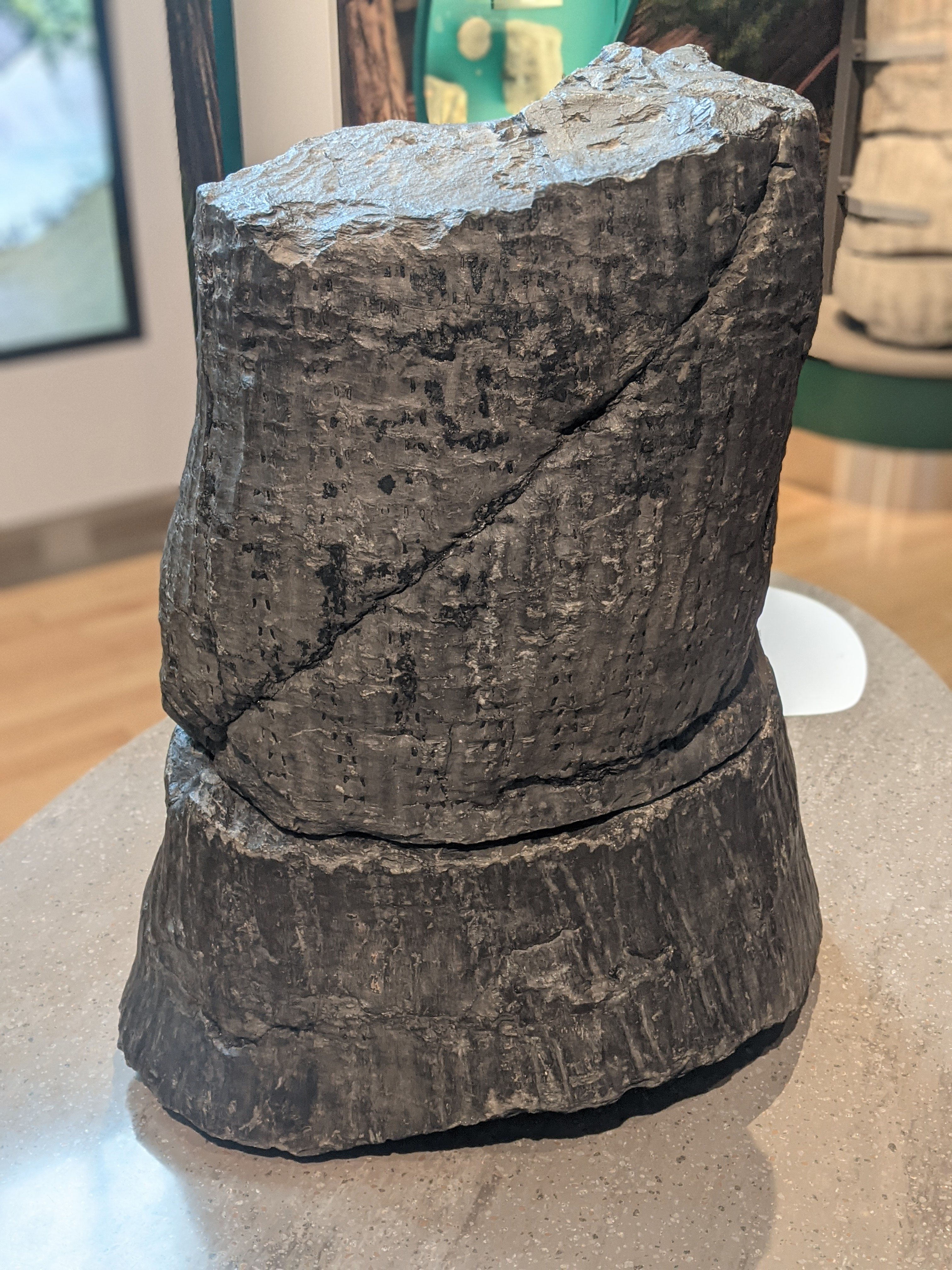 Dark grey fossil of the large stem of a lycophyte plant. The surface of the stem has wavy patterns on it.