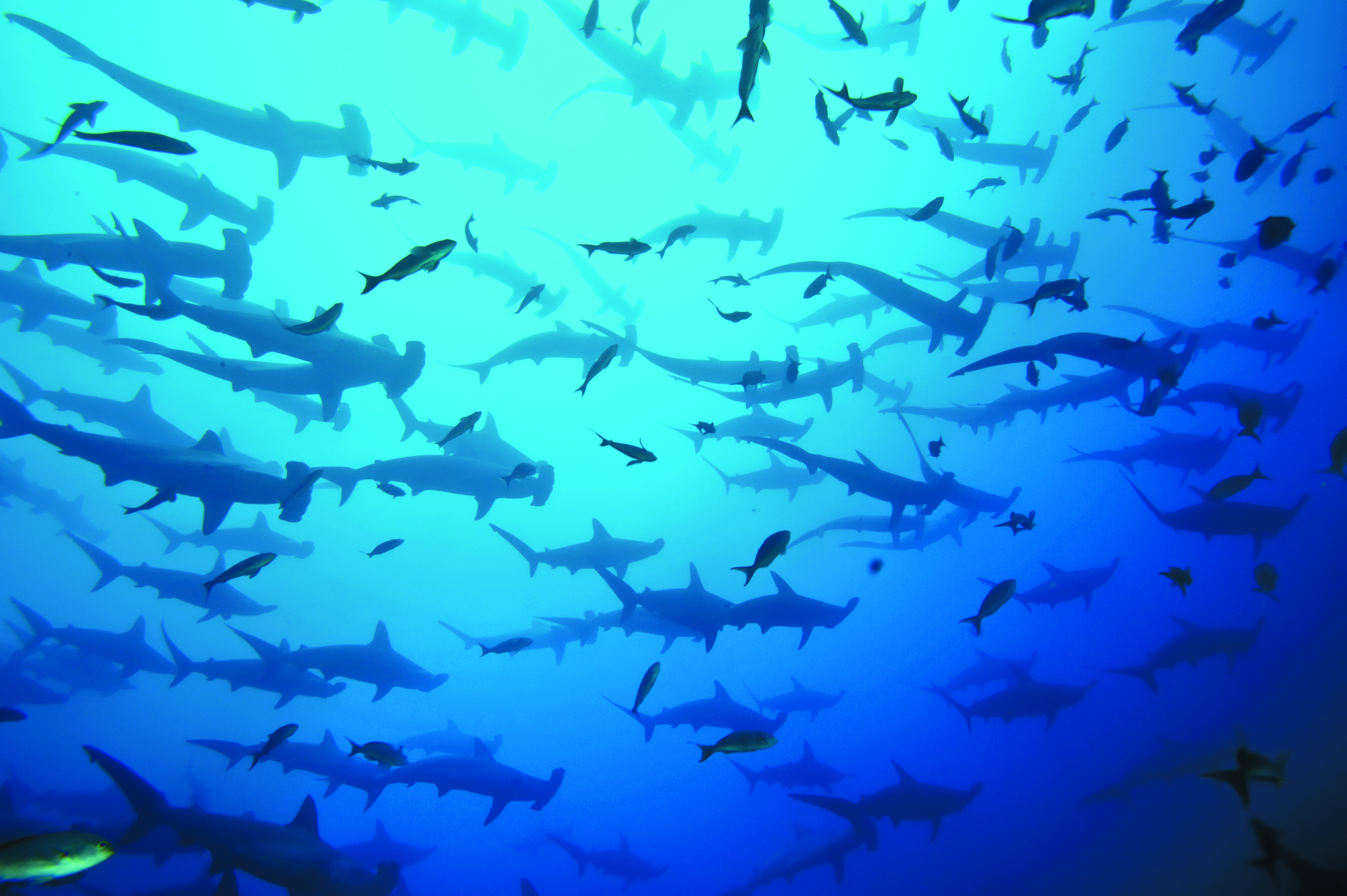 A large school of sharks swimming underwater against a blue ocean background.