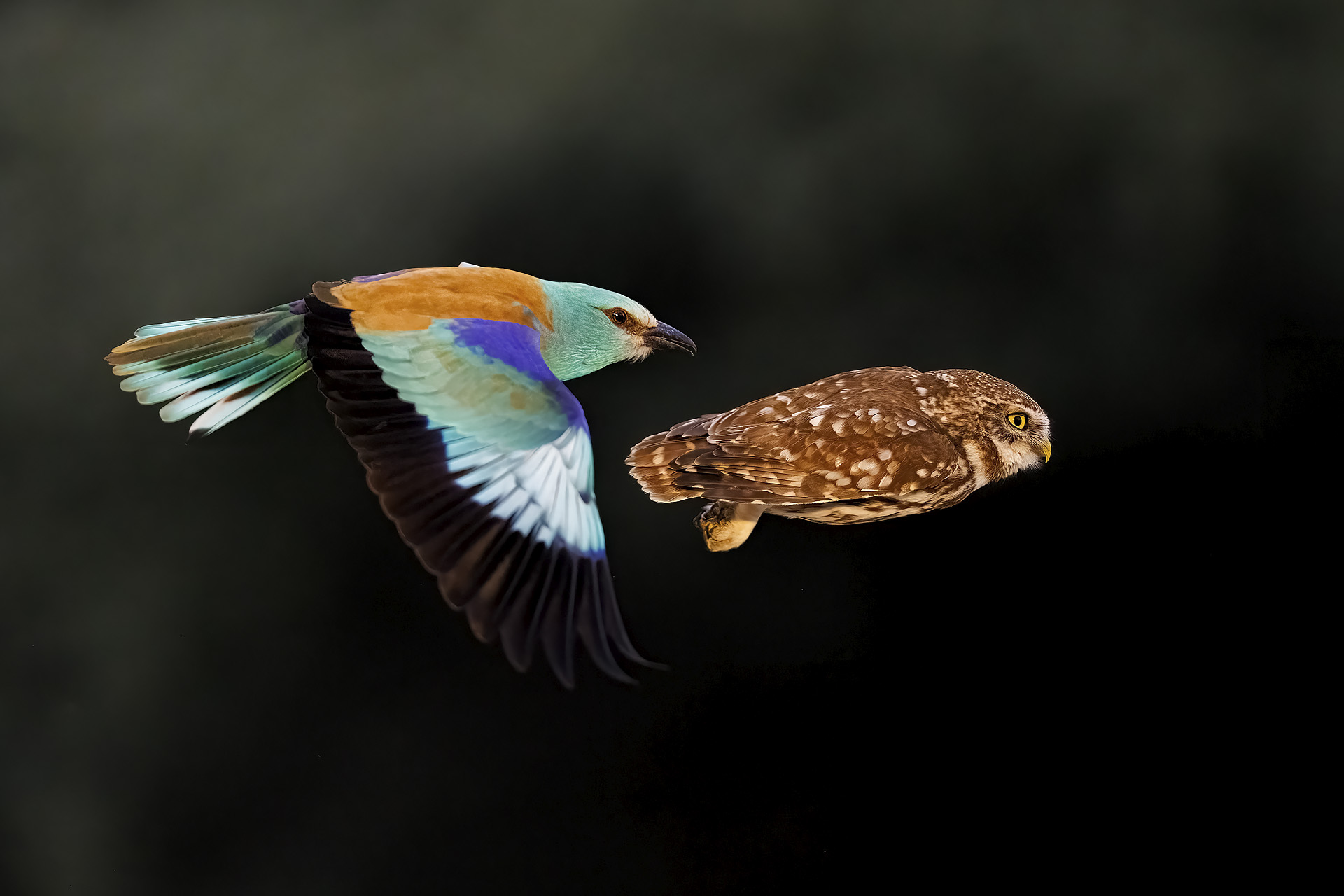 A bird flying right behind an own, black background