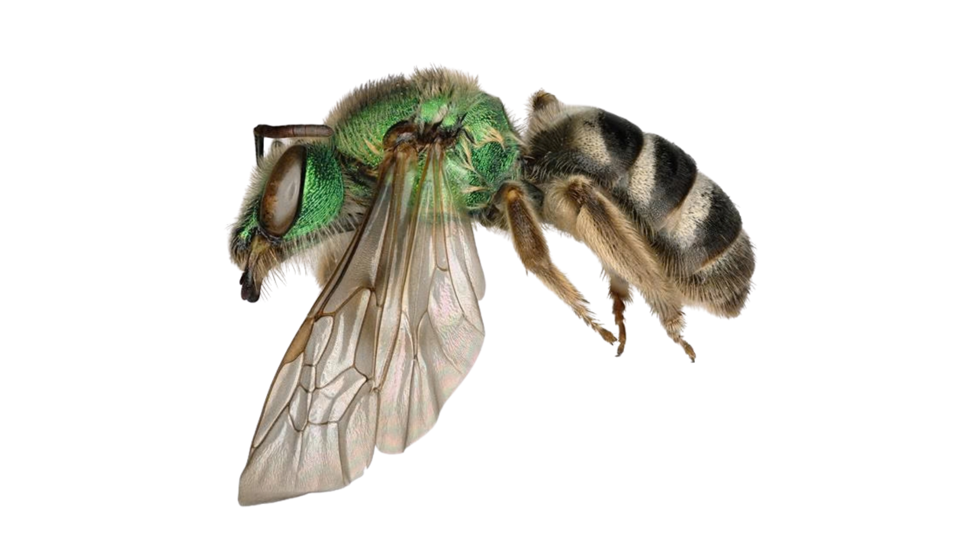 Specimen of a green orchid bee with metallic green head and thorax, transparent wings, and striped black and yellow abdomen.