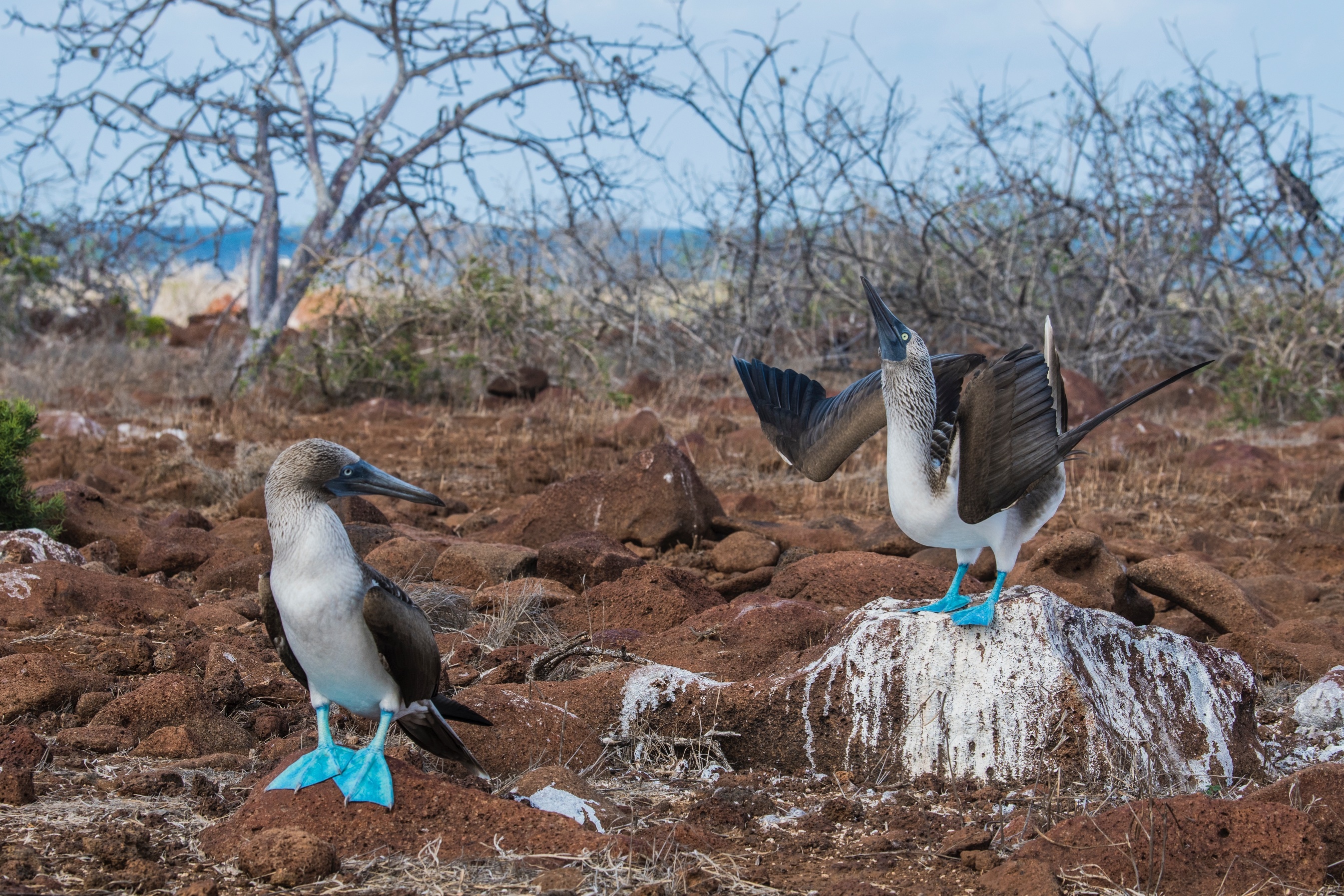 Two blue-footed boobies on rocky, brown terrain with sparse vegetation and a distant ocean horizon.