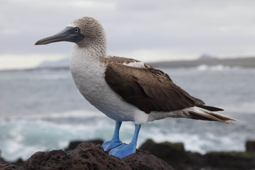 A male Great Frigatebird with an inflated bright red throat pouch used for attracting mates. The bird is surrounded by green foliage.