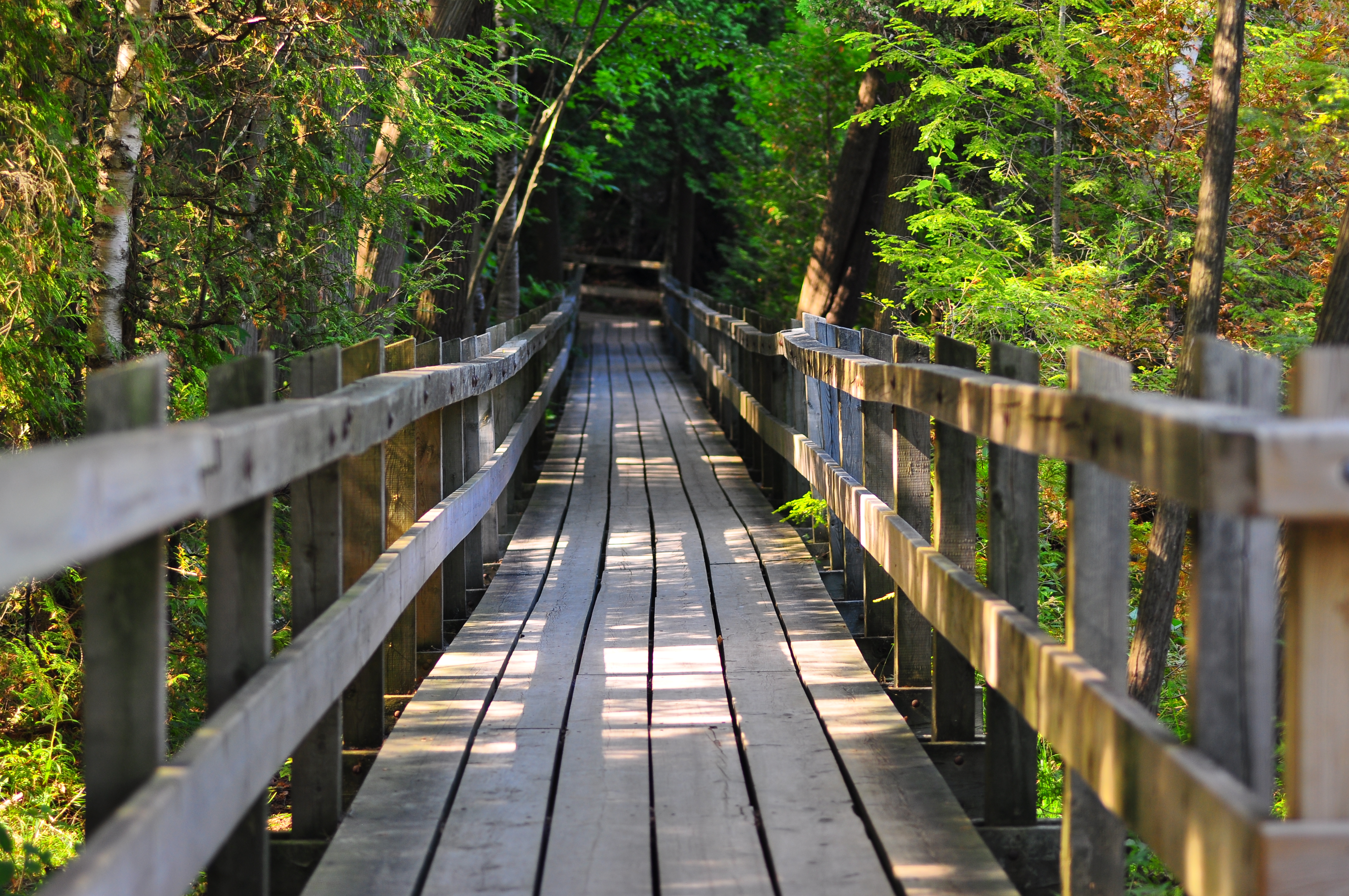 Boardwalk Crawford Lake, Credit: © Alex Meoko, 2011.