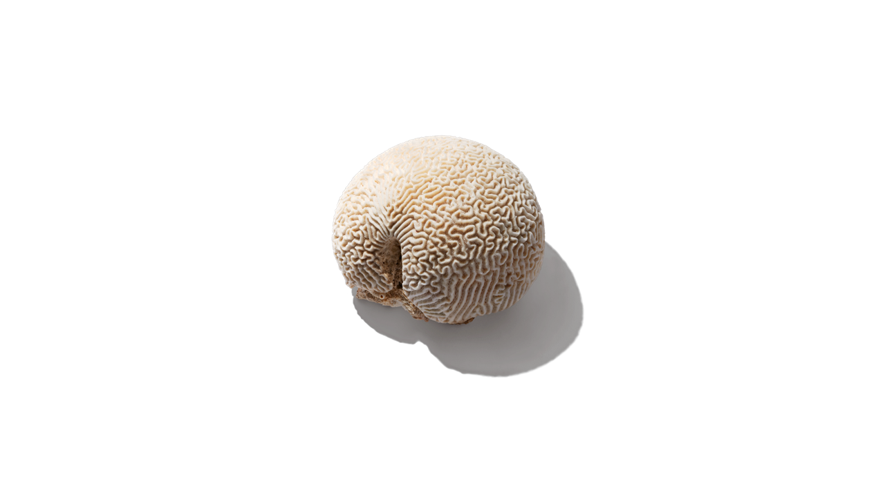 Brain coral specimen on a white background