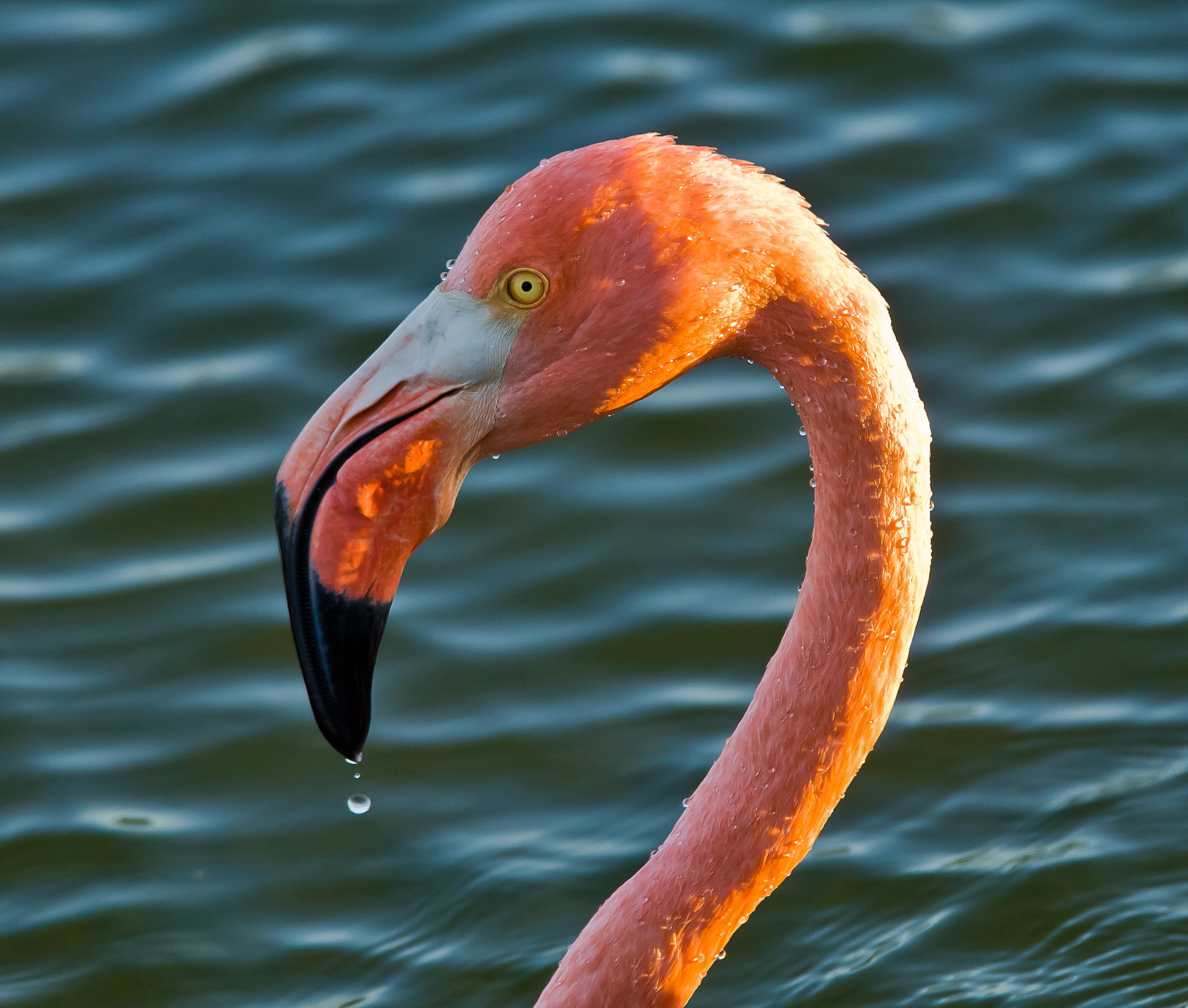 A flamingo's head and neck against a rippling water background
