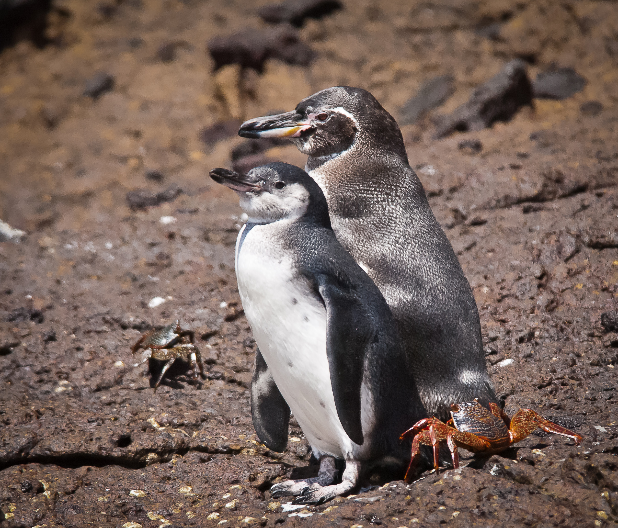 Two penguins standing on rocky terrain.