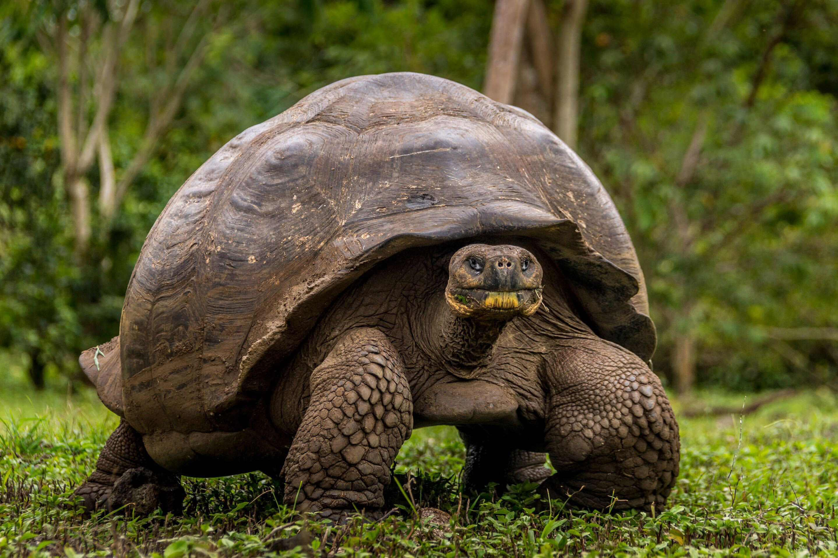 A large tortoise standing on green grass.