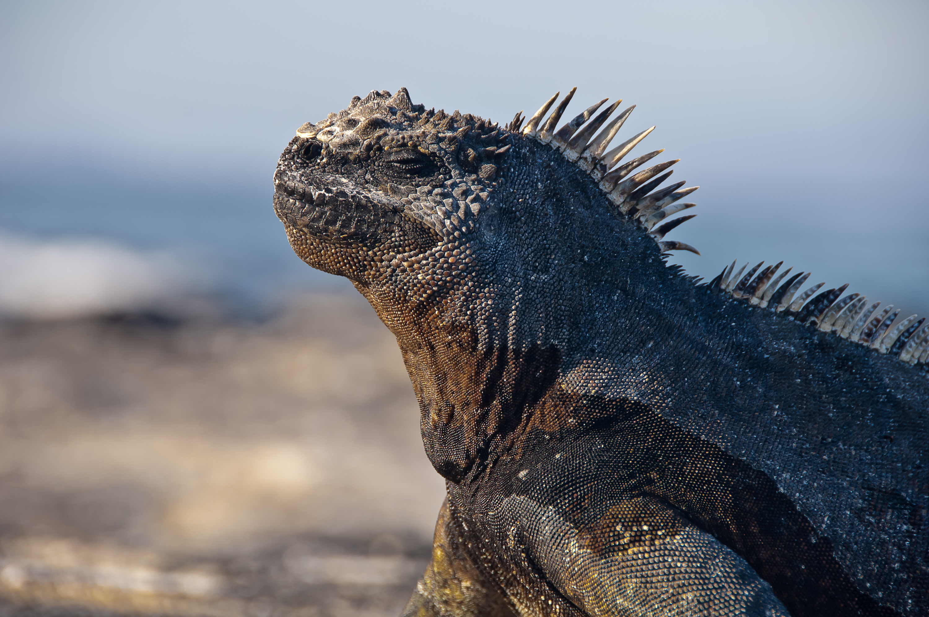 A marine iguana resting on a rocky surface.