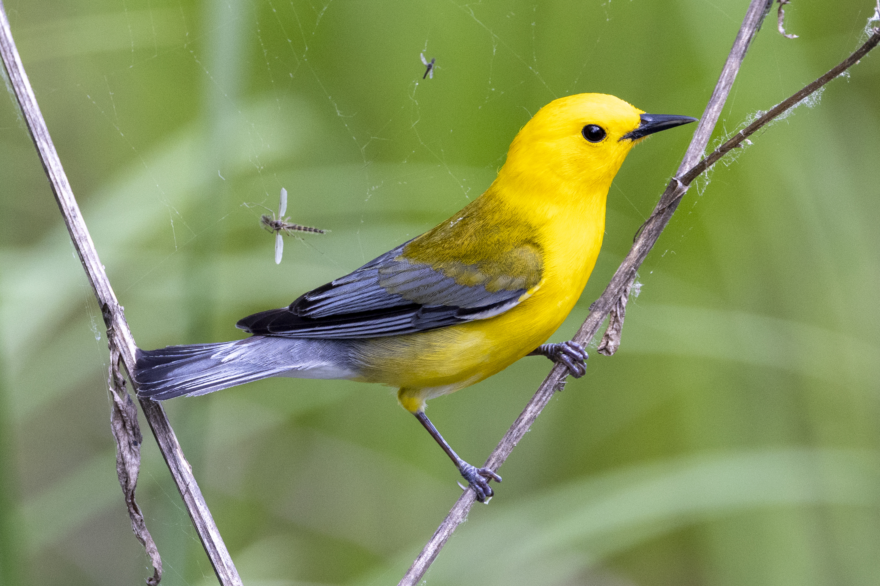 Prothonotary Warbler Credit: © Mark Peck.