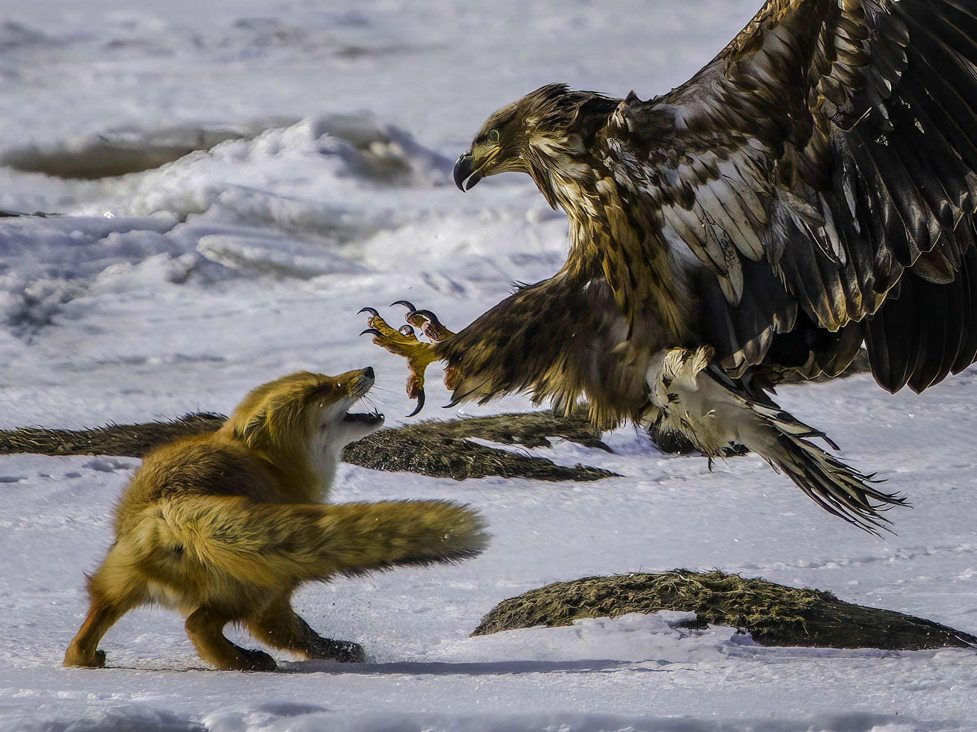 Red fox faces a swooping sea eagle with outstretched talons on a snowy shoreline.