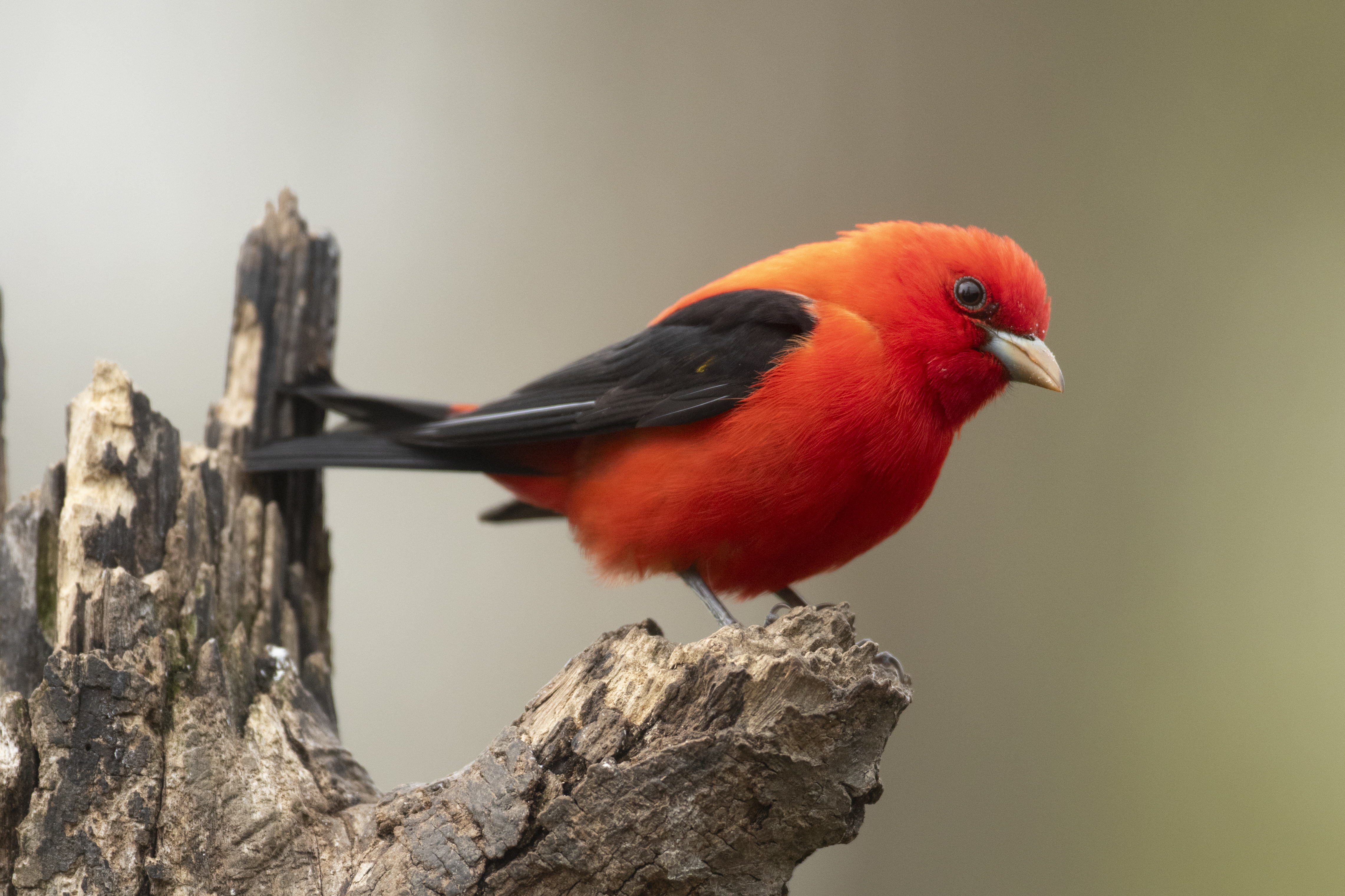Scarlet Tanager Credit: © Mark Peck.