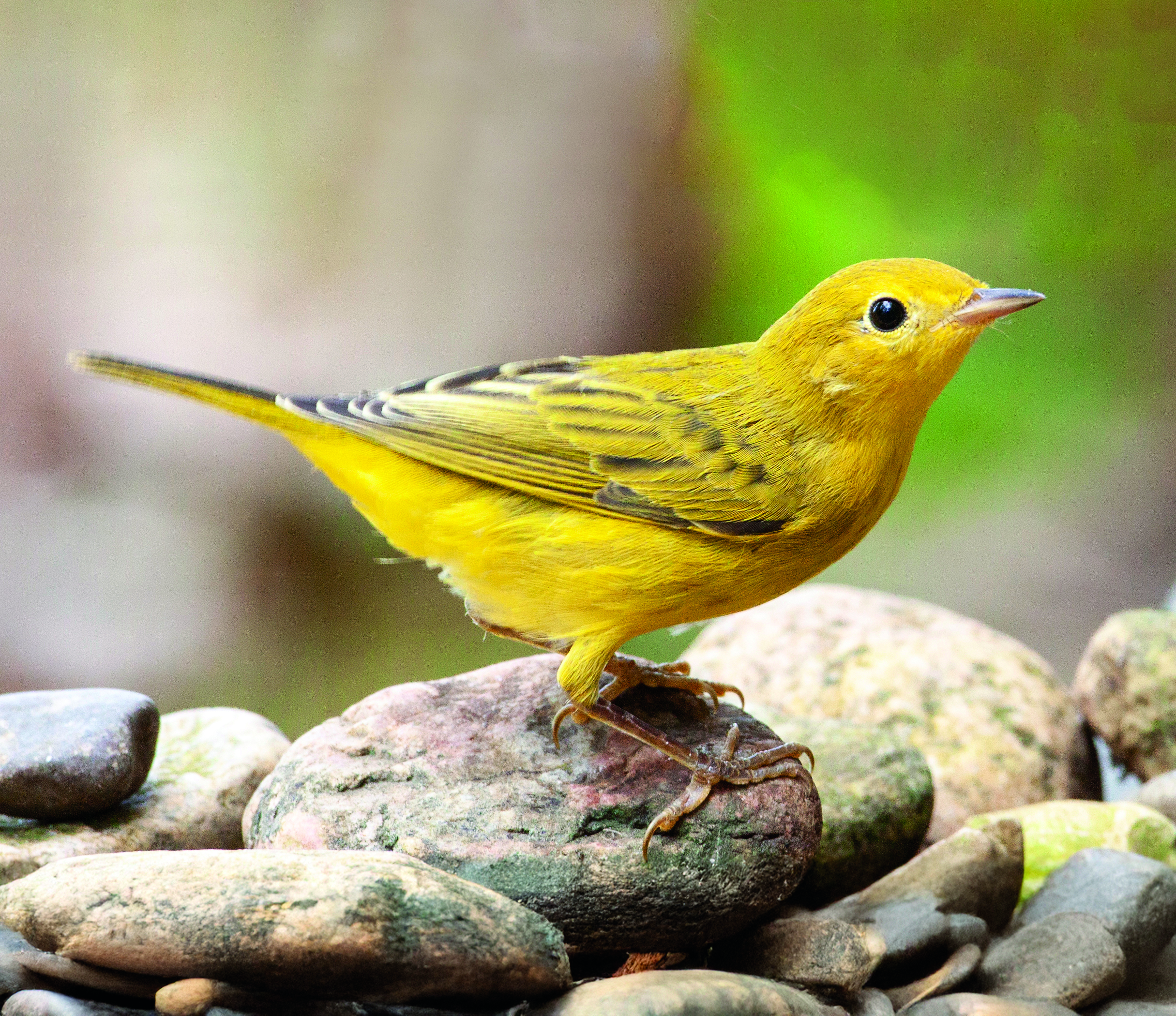 Yellow Warbler, © Mark Peck.