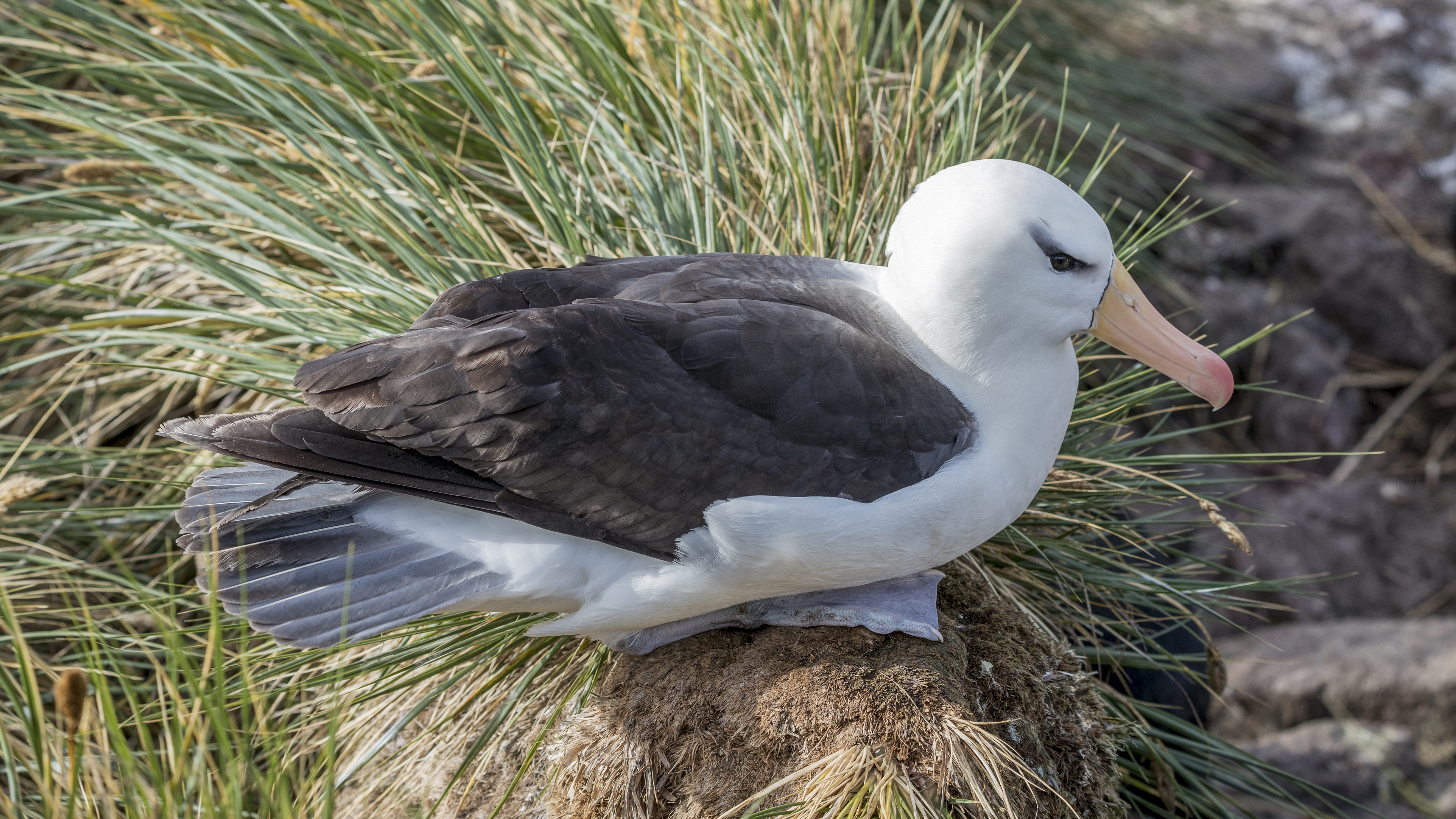 A white- and grey-feathered albatross with black brows above the eyes, sitting on a rock with grass in the background.