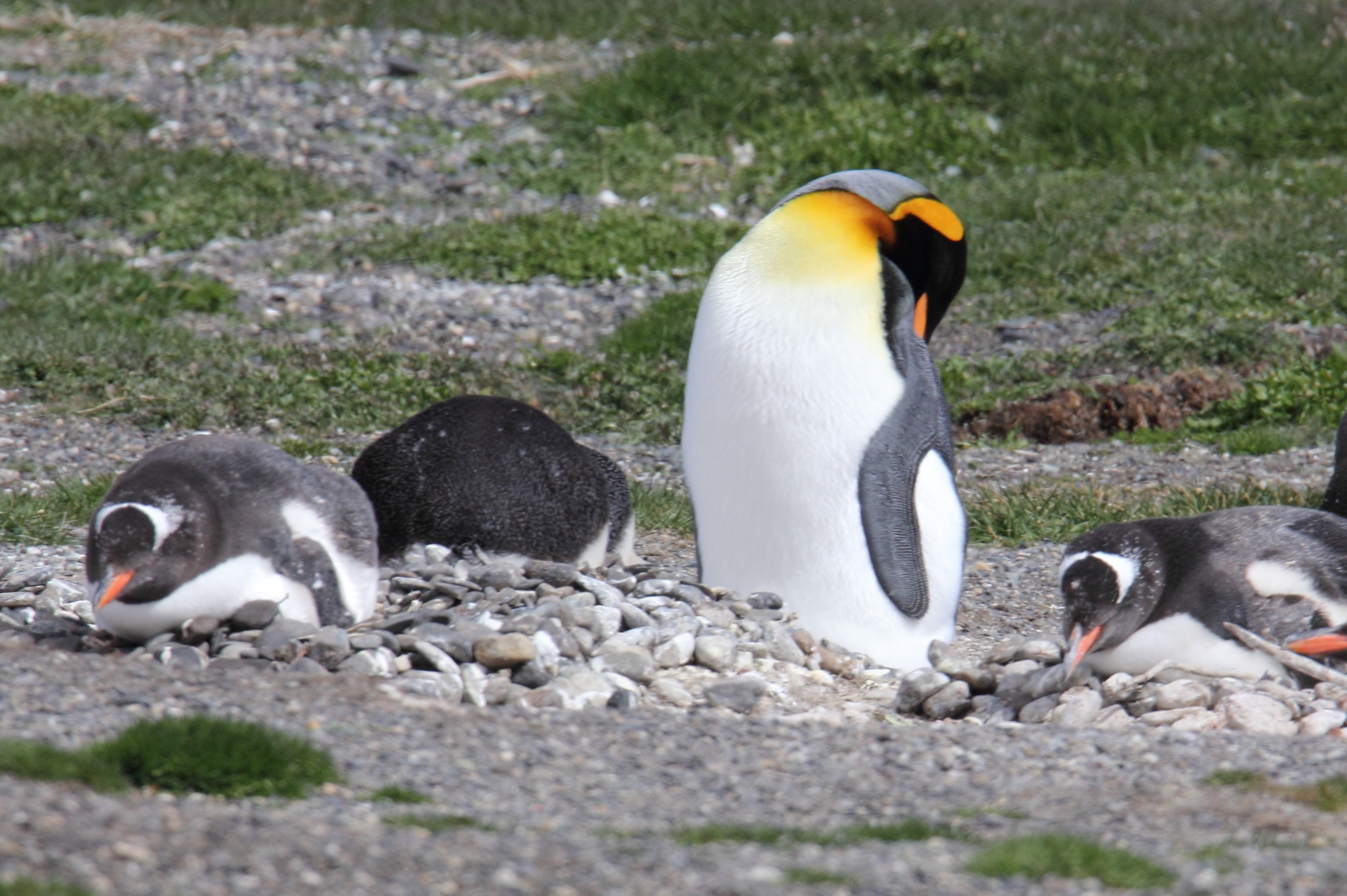 A group of King penguins, with a mother and her three chicks, resting on a rocky, grassy shore.