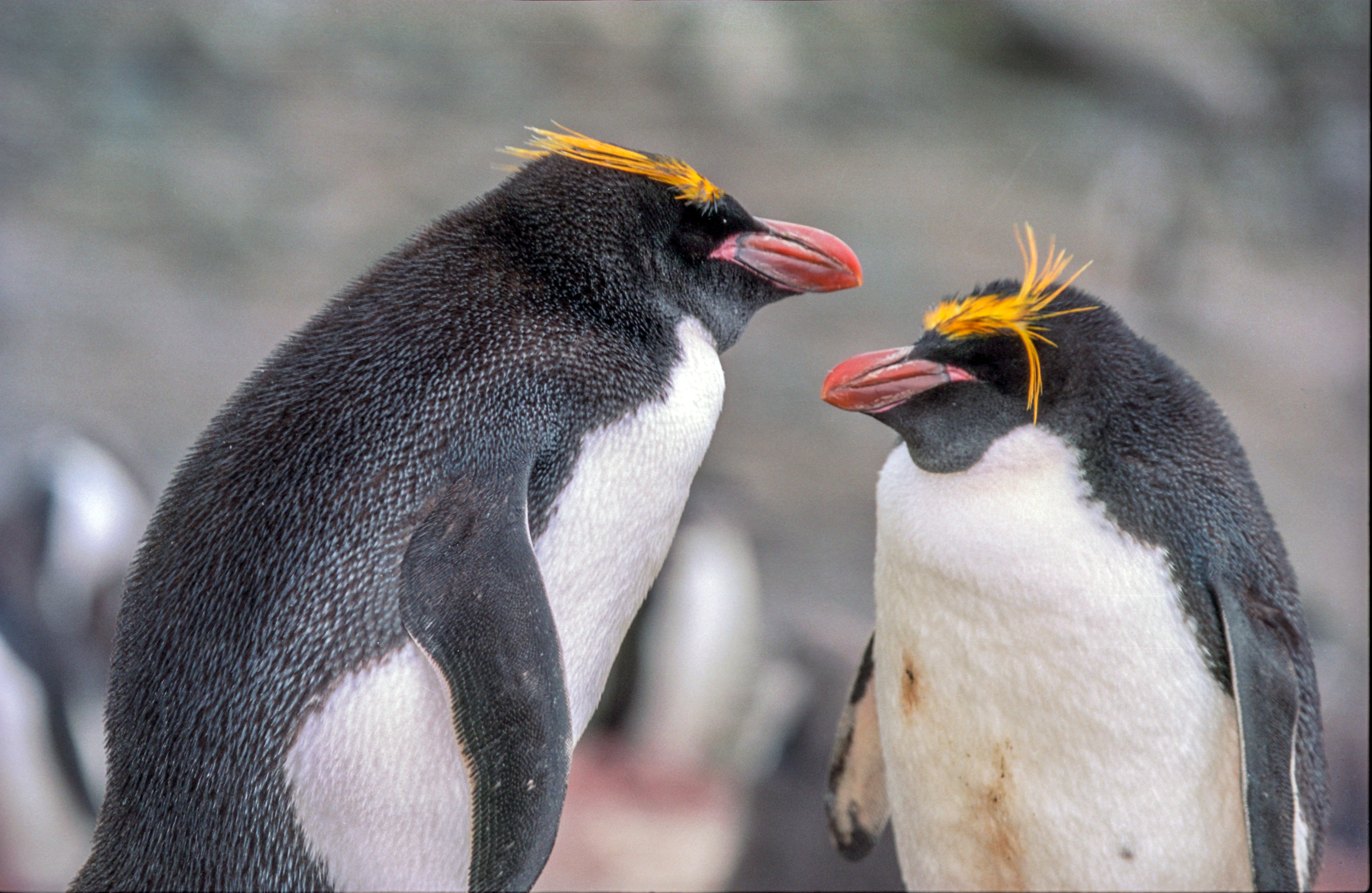 Two penguins facing each other.