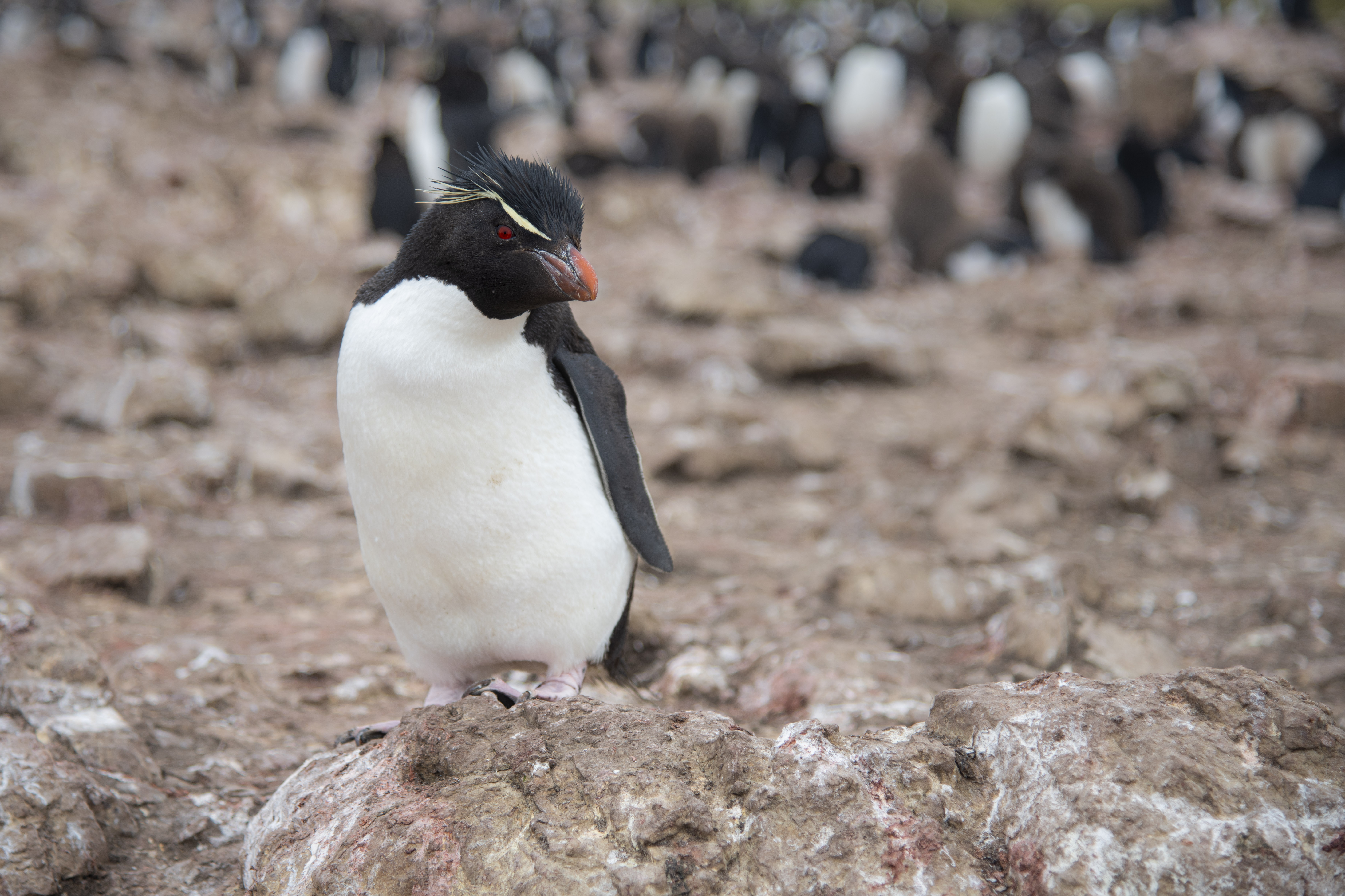A penguin standing on a rocky, uneven surface with a group of other penguins in the background.