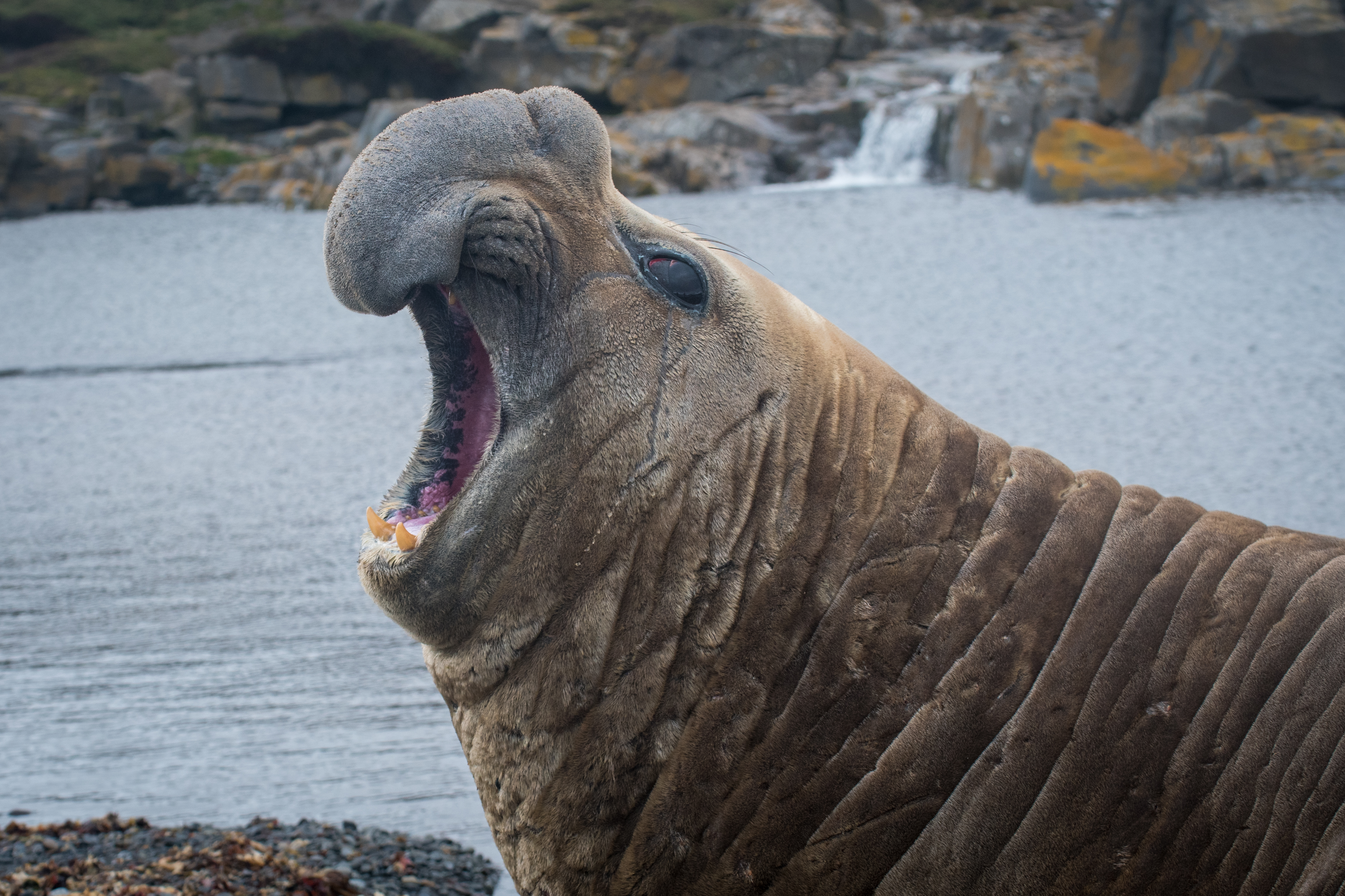 An elephant seal with its mouth open, standing on a rocky shoreline with waves crashing in the background.
