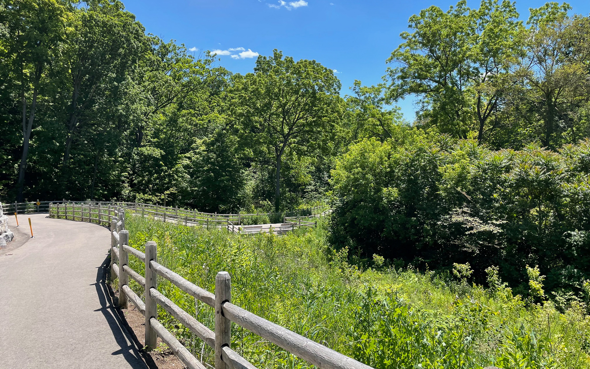 Moore Park Ravine, Photo Credit: Barry Russell
