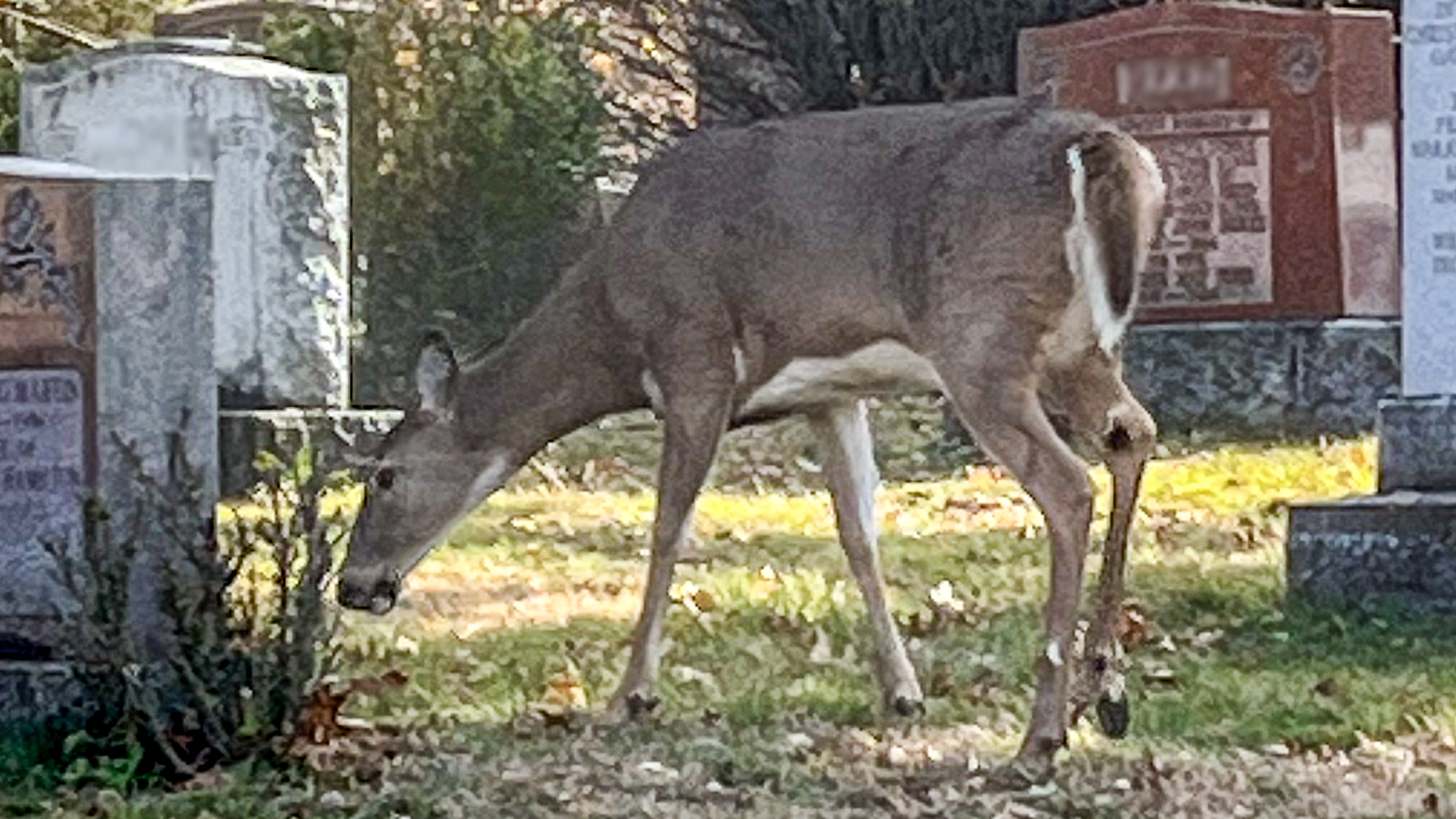 Deer in Park Lawn Cemetery