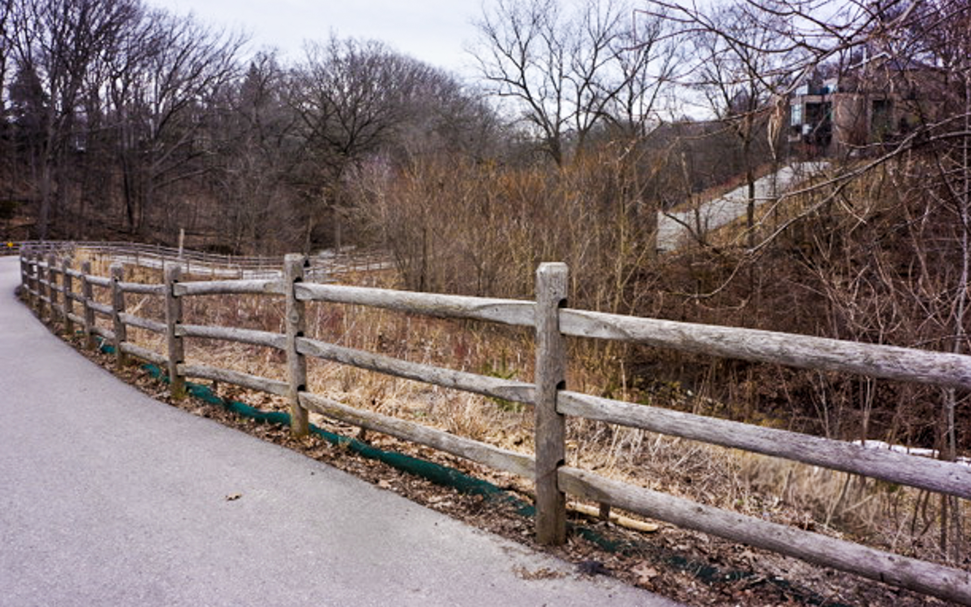 Moore Park Ravine, Photo Credit: Barry Russell 