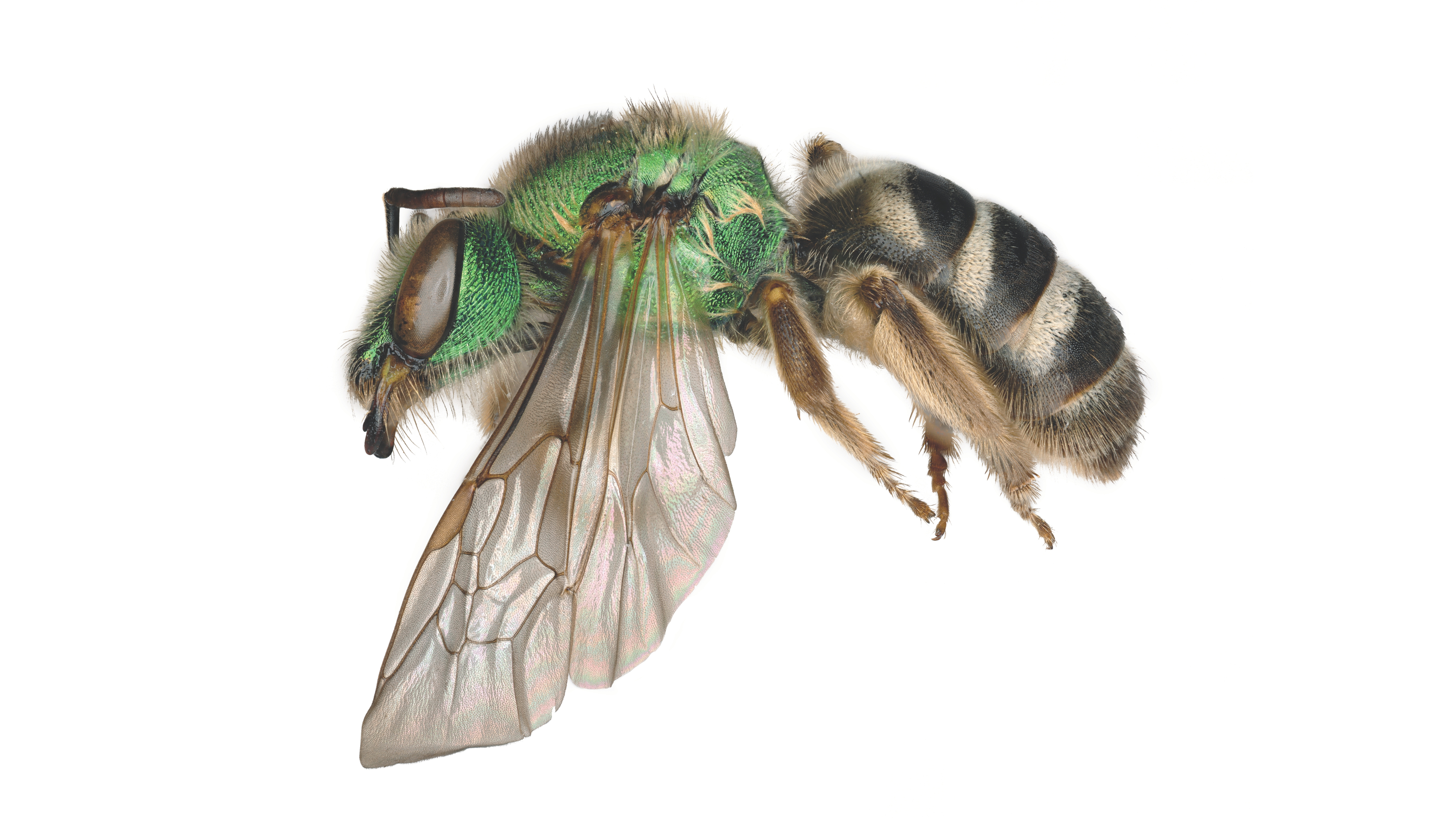  With this exhibition, visitors will be transported into a bee’s world through large-scale digital projections, soundscapes, and digital interactive experiences, tracing a route through meadows and other bee habitats to a larger-than-life hive. “At its heart, this exhibition centres on the essential roles bees play,” says McGregor. “When bees struggle, the eco systems we depend on struggle too.”  The exhibition starts with a glimpse into the complex anatomy of a bee. From there, the experience becomes more 