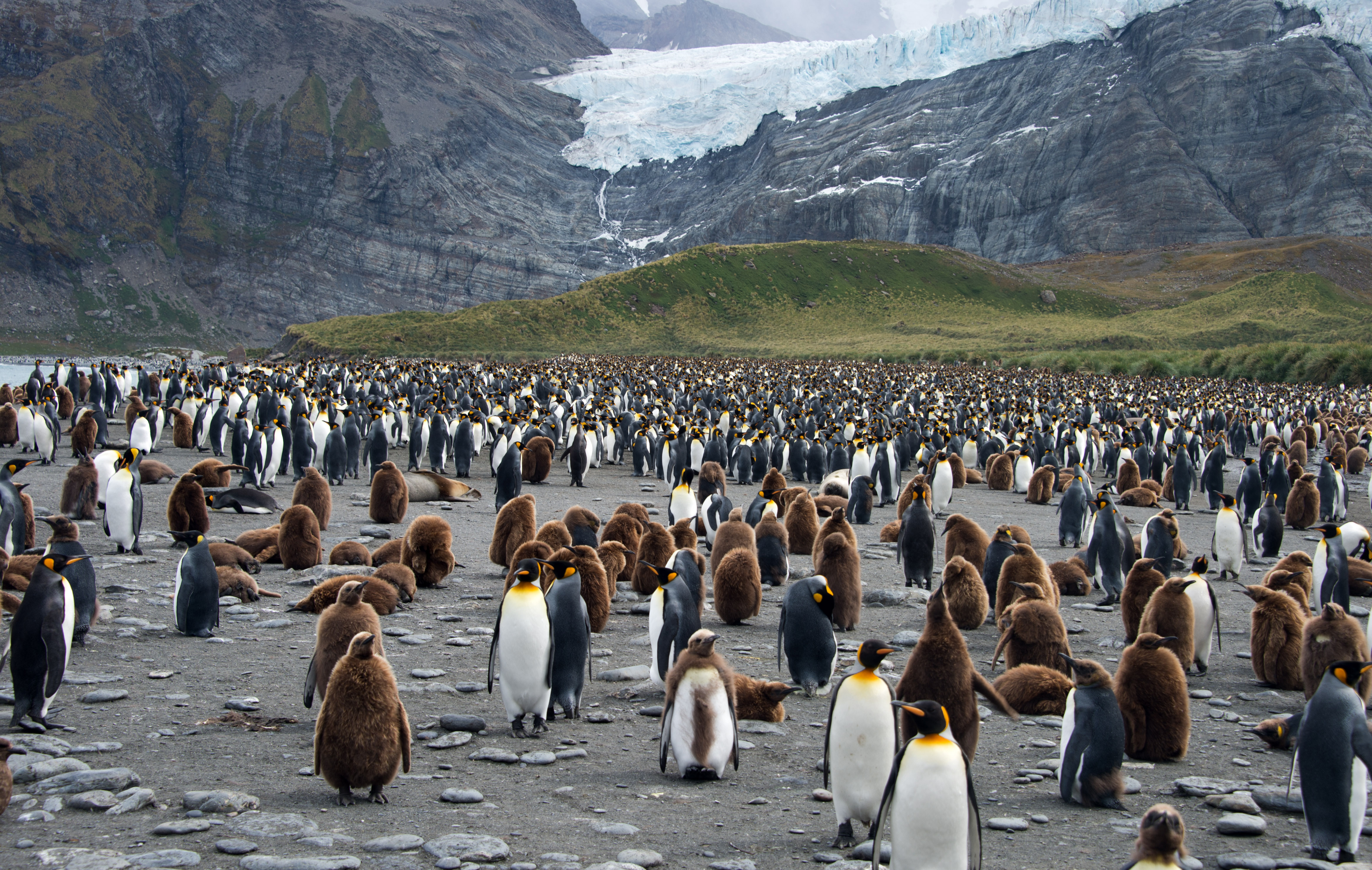 A large colony of penguins gathered on a snowy, icy terrain, with a backdrop of a majestic glacier.