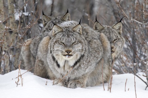 Trois lynx du Canada assis dans la neige sur fond de branches sans feuilles.