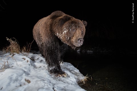 Un grand ours brun se tient sur le sol enneigé au bord d'un plan d'eau sombre, la nuit.