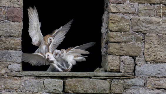 Deux hiboux blancs en plein vol près d'un mur de pierre avec une fenêtre carrée.