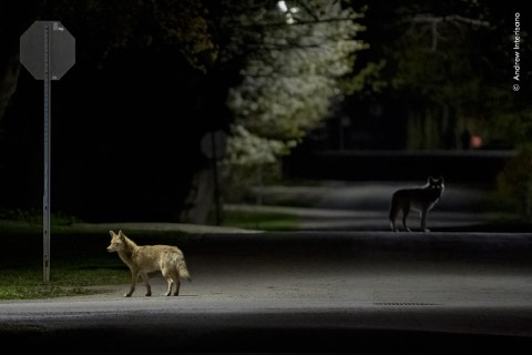 Un coyote éclairé par un réverbère se tient sur une route faiblement éclairée la nuit, avec un second coyote dans l'ombre.