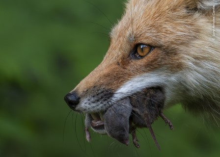 Gros plan d'un renard roux tenant un petit rongeur dans sa gueule sur un fond vert flou.