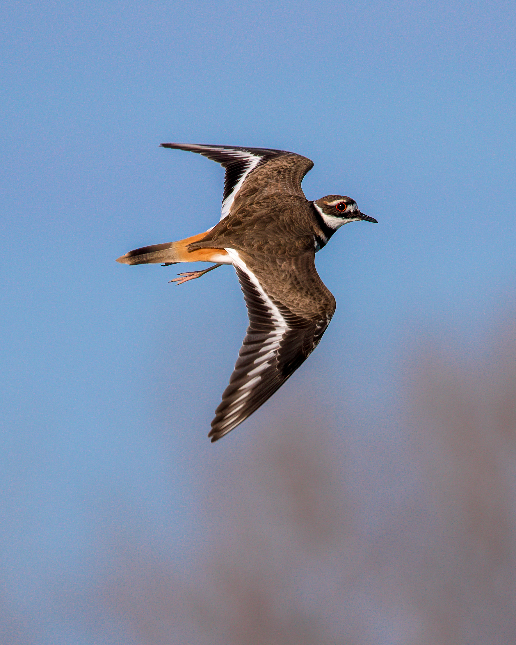 Killdeer © Ankur Khurana