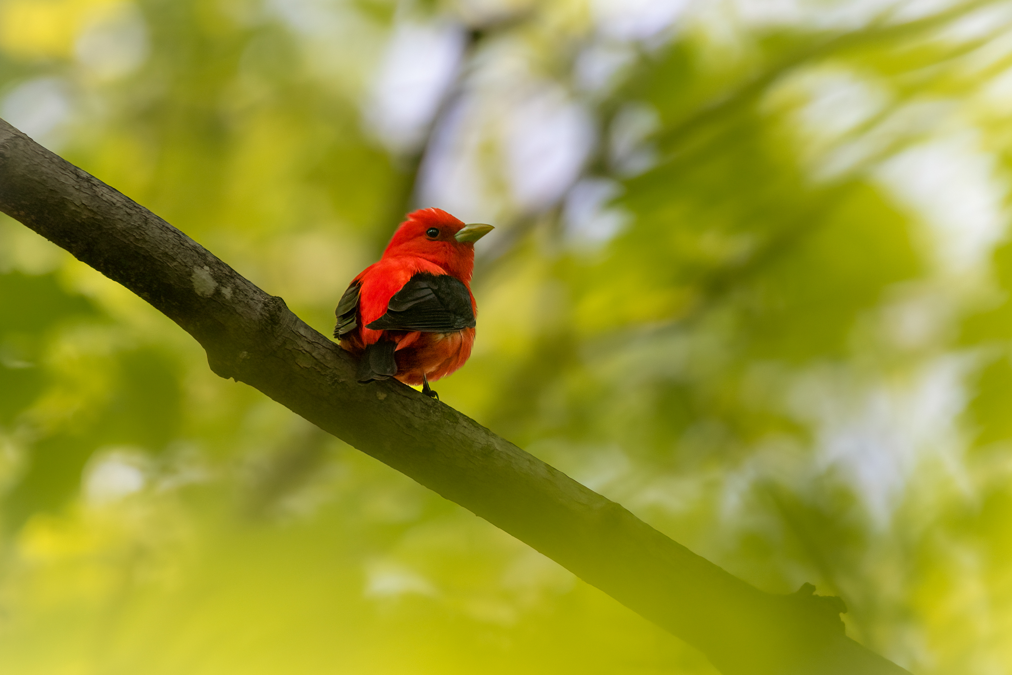 Scarlet Tanager © Ankur Khurana