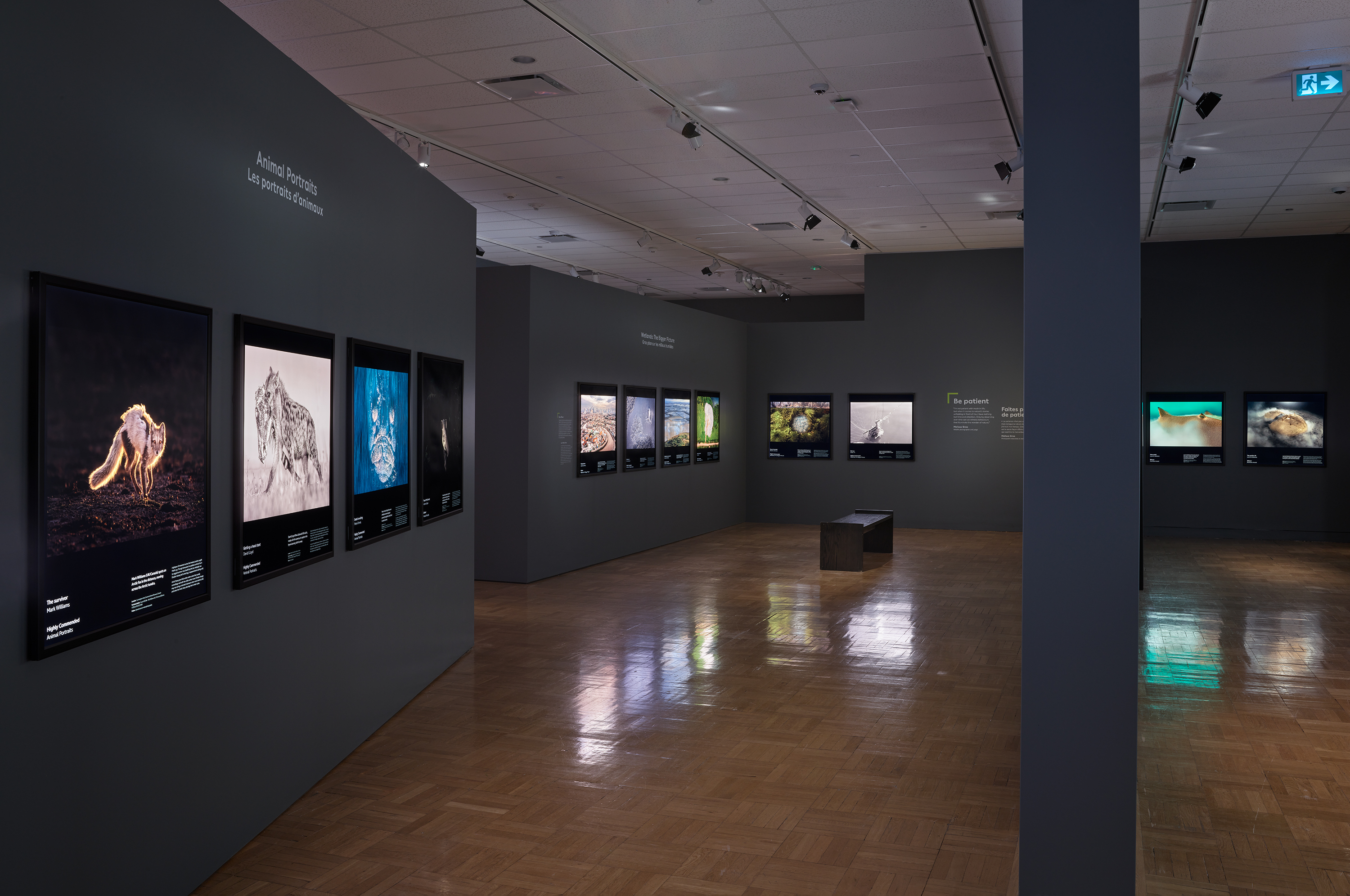 Backlit, large-format wildlife photographs on display in a gallery setting