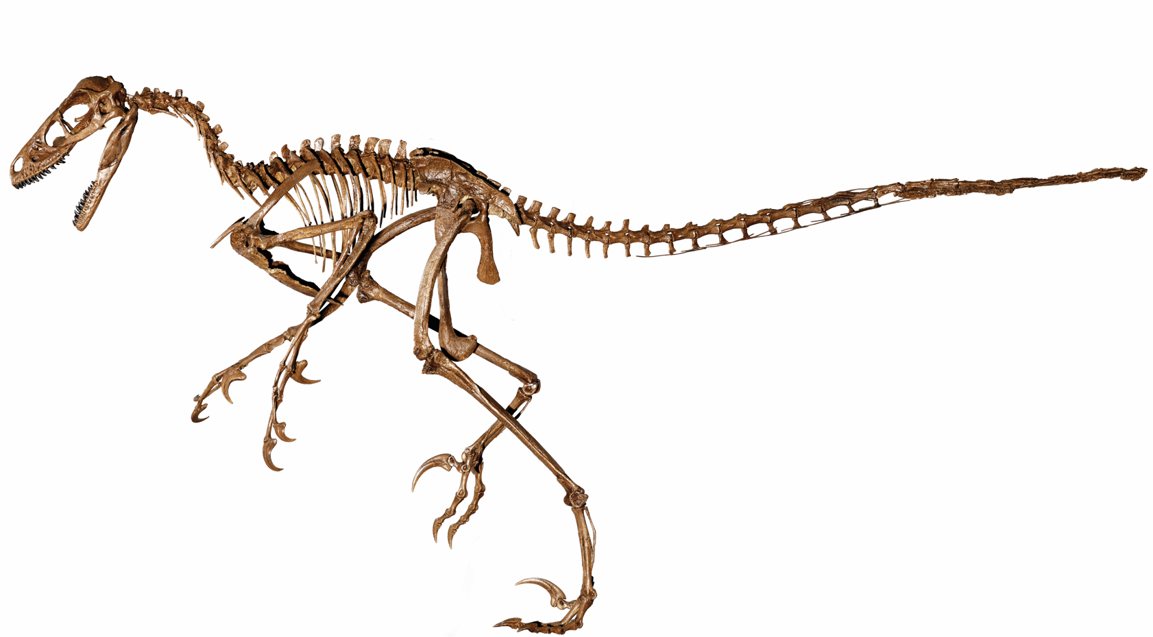 image of a dromaeosauridae skeleton