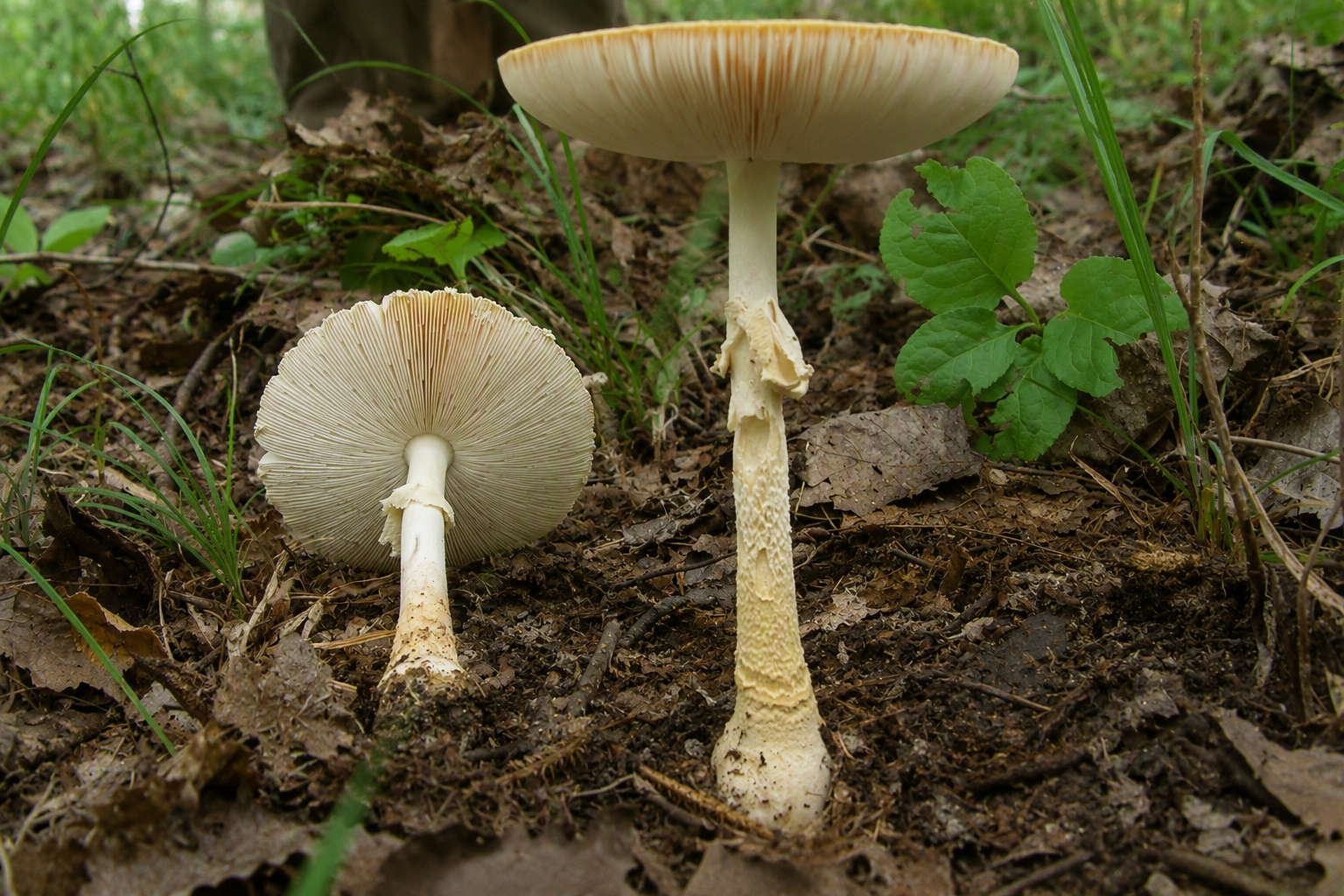Amanita Mushroom