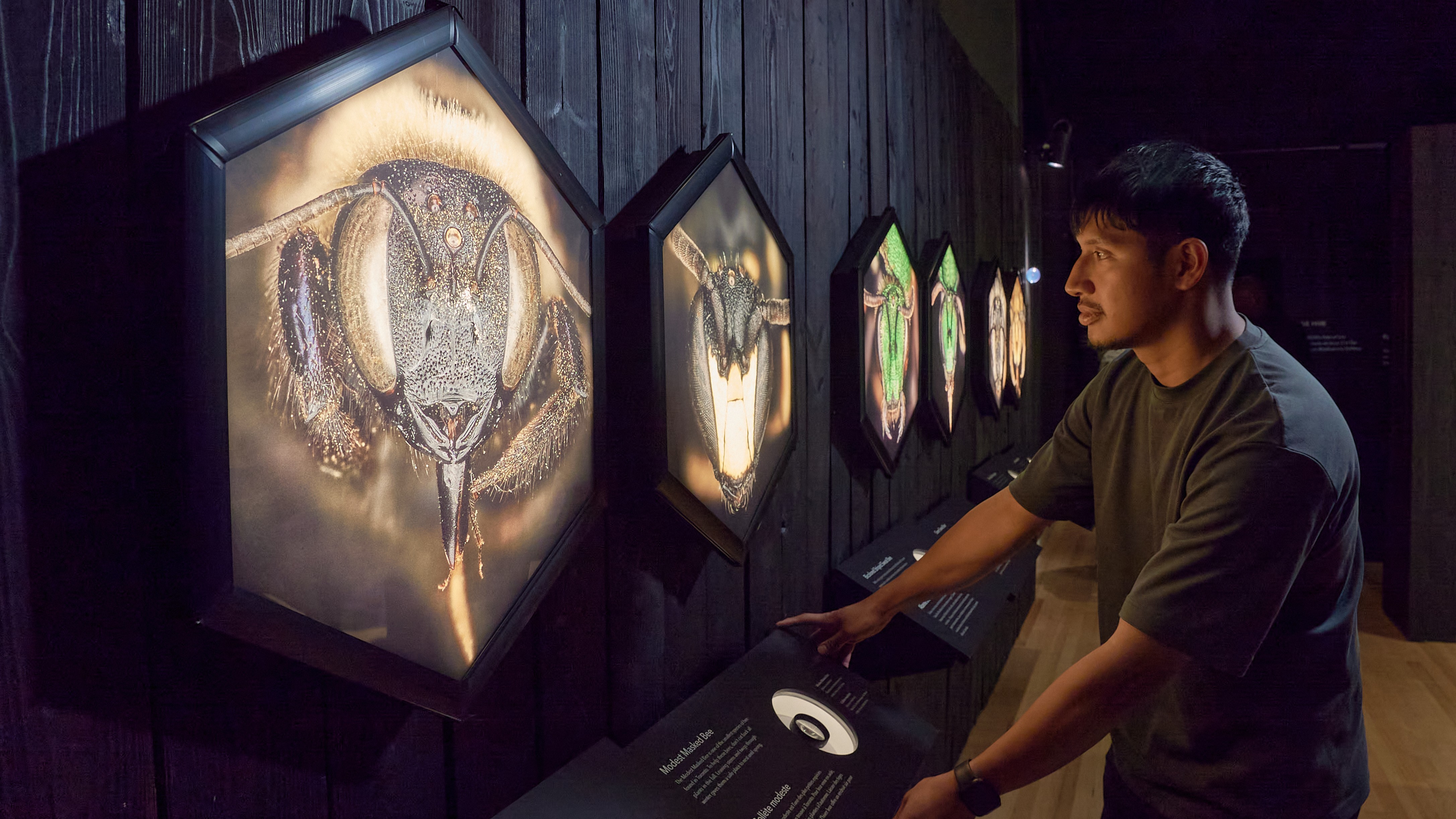 A person studies images and specimens of local bees.