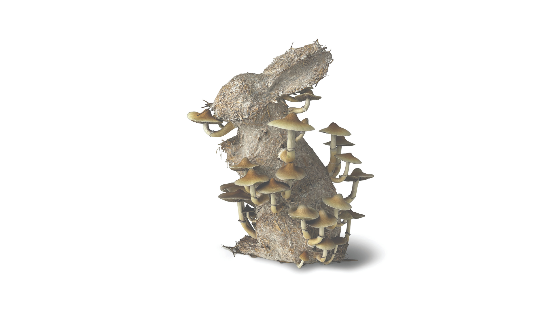 Sculpture représentant un lapin, réalisée à partir d'un matériau organique fibreux, sur laquelle poussent des grappes de champignons beiges, le tout sur un fond uni de couleur claire.