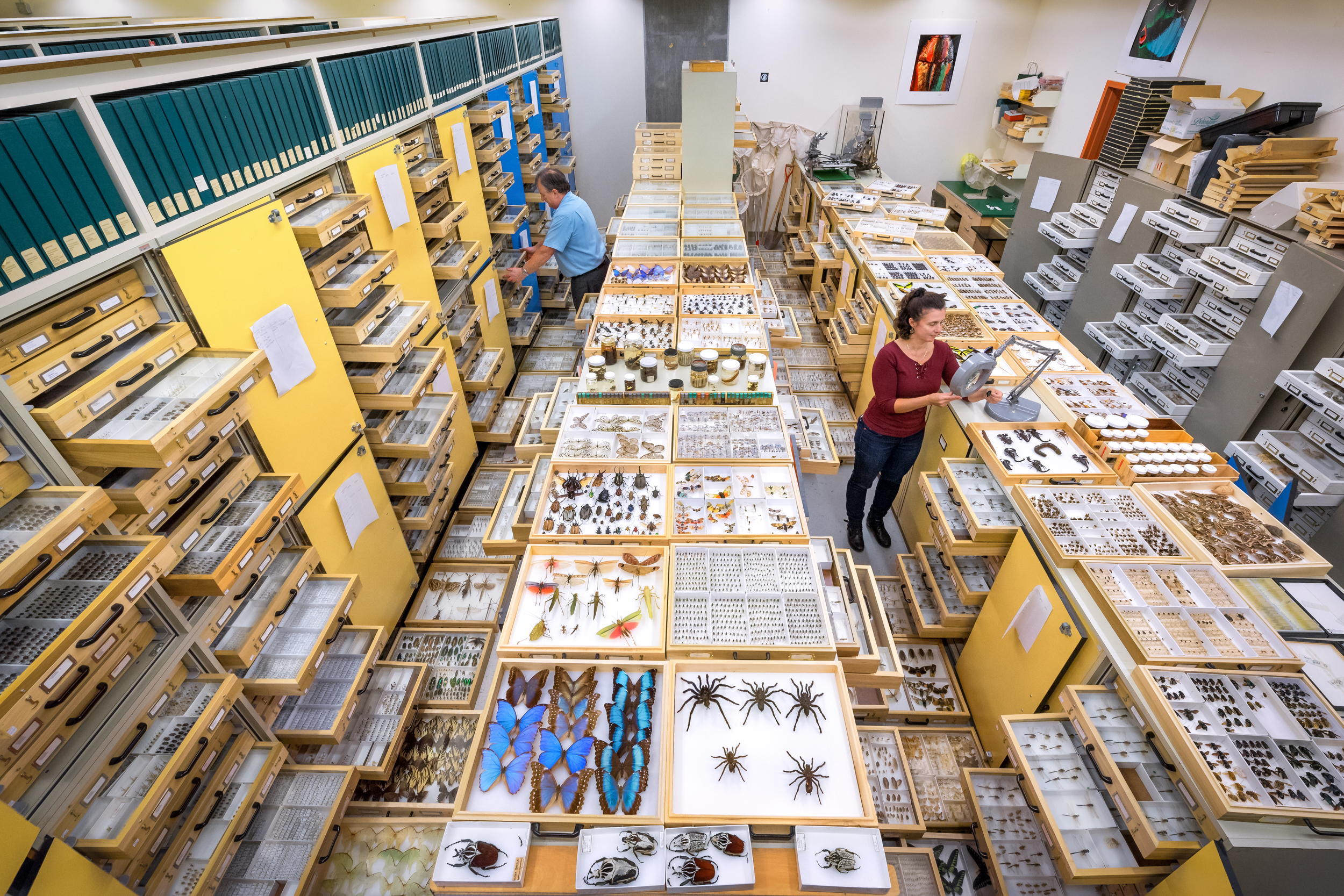 A man and woman pull out drawers in a large collection room full of tall cabinets. The trays contain insects and other bugs.