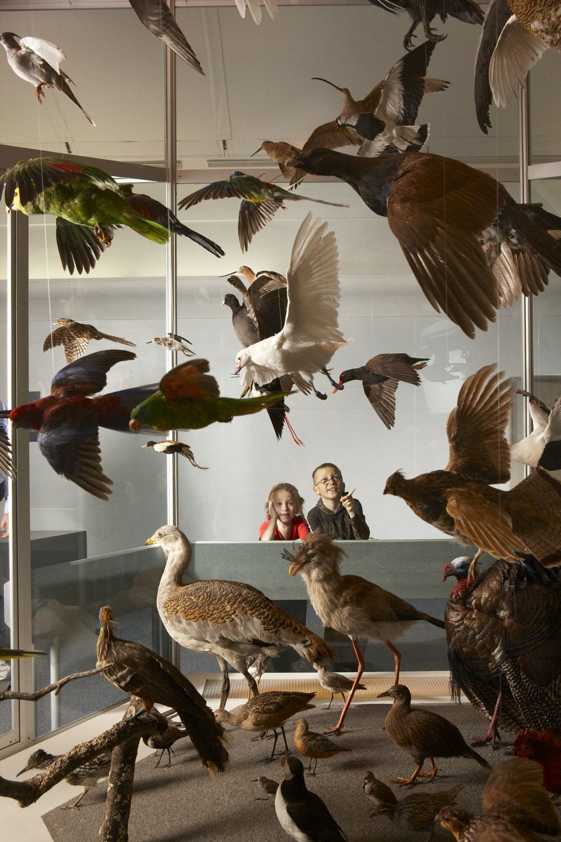 Two children looking excitedly at birds in a display.