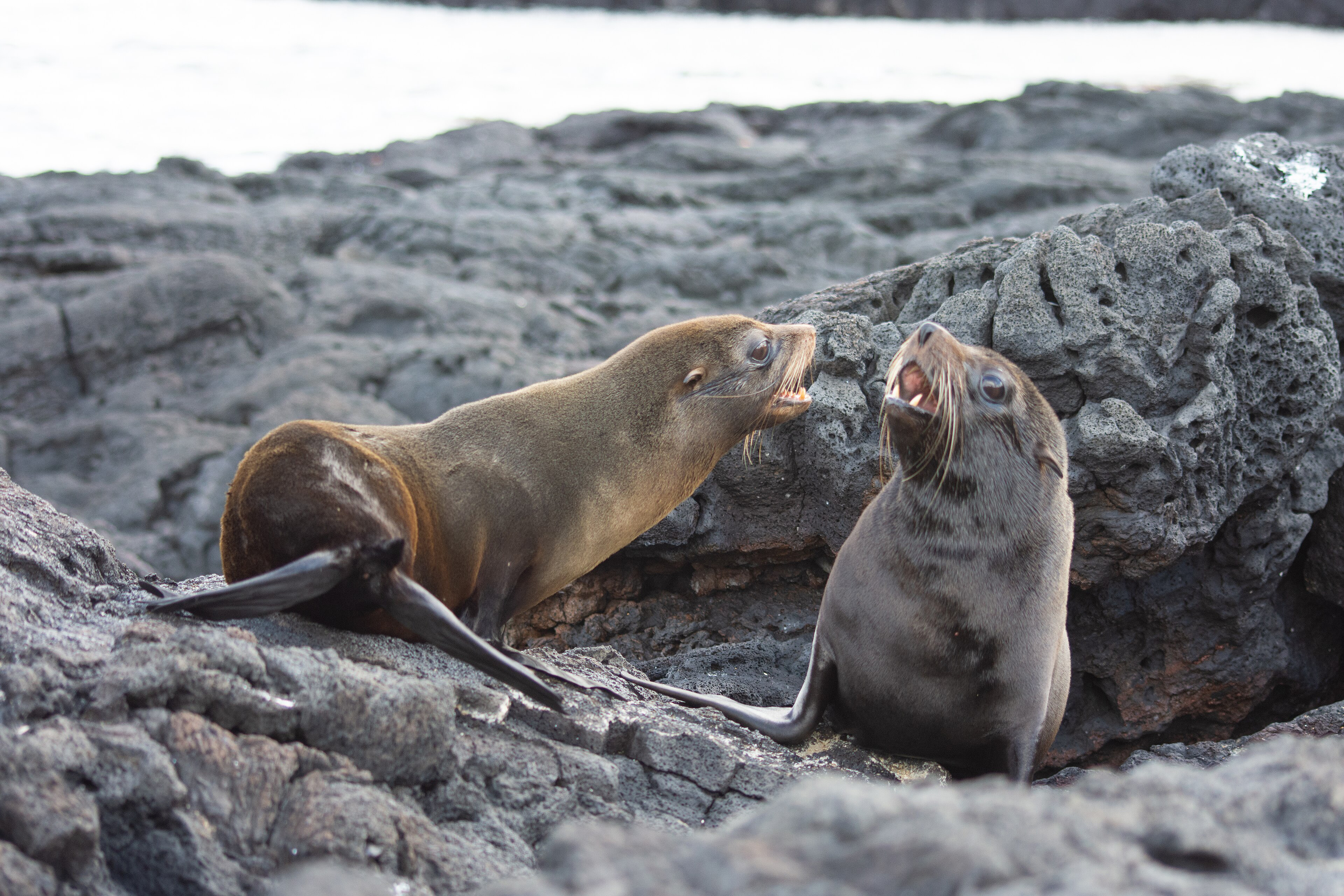 Two Galápagos fur seals resting on dark volcanic rocks.