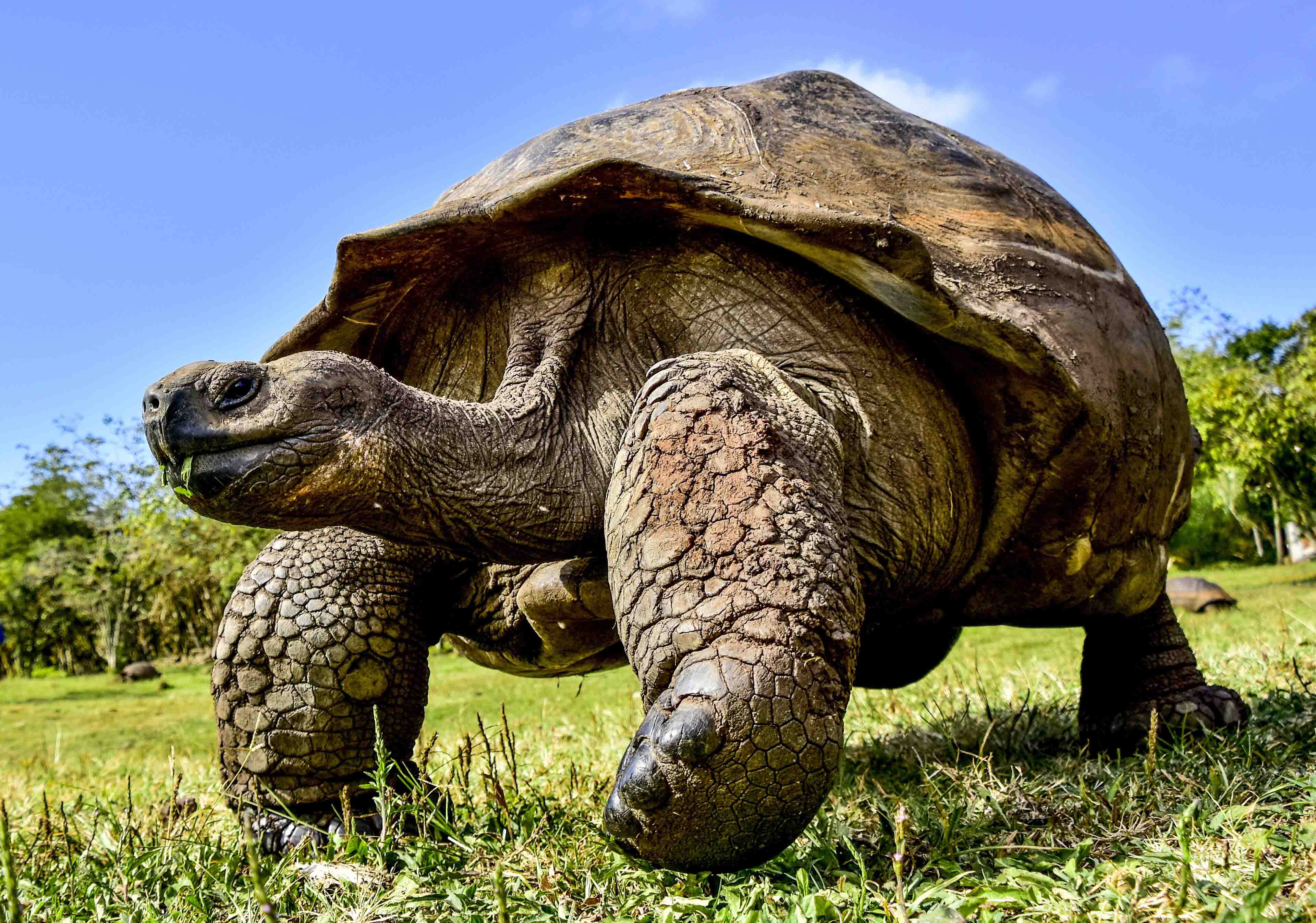  Galapagos Giant Tortoise © Felix Reyes Photography, Wikimedia Commons CC BY-SA 4.0 Creative Commons Attribution-Share Alike 4.0 International 2019 300 dpi.jpg