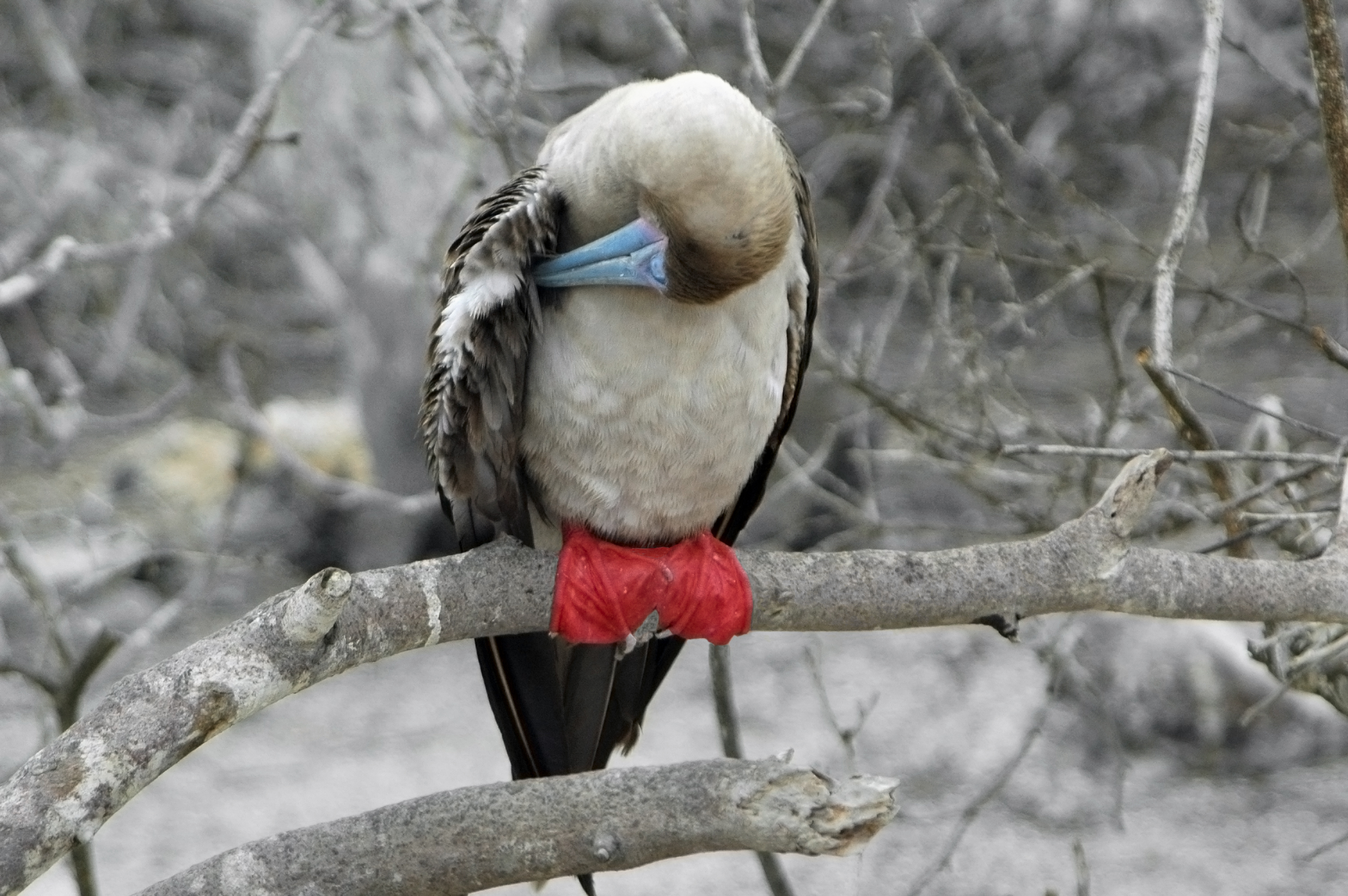 Galapagos Red-Footed Booby Cayambe
