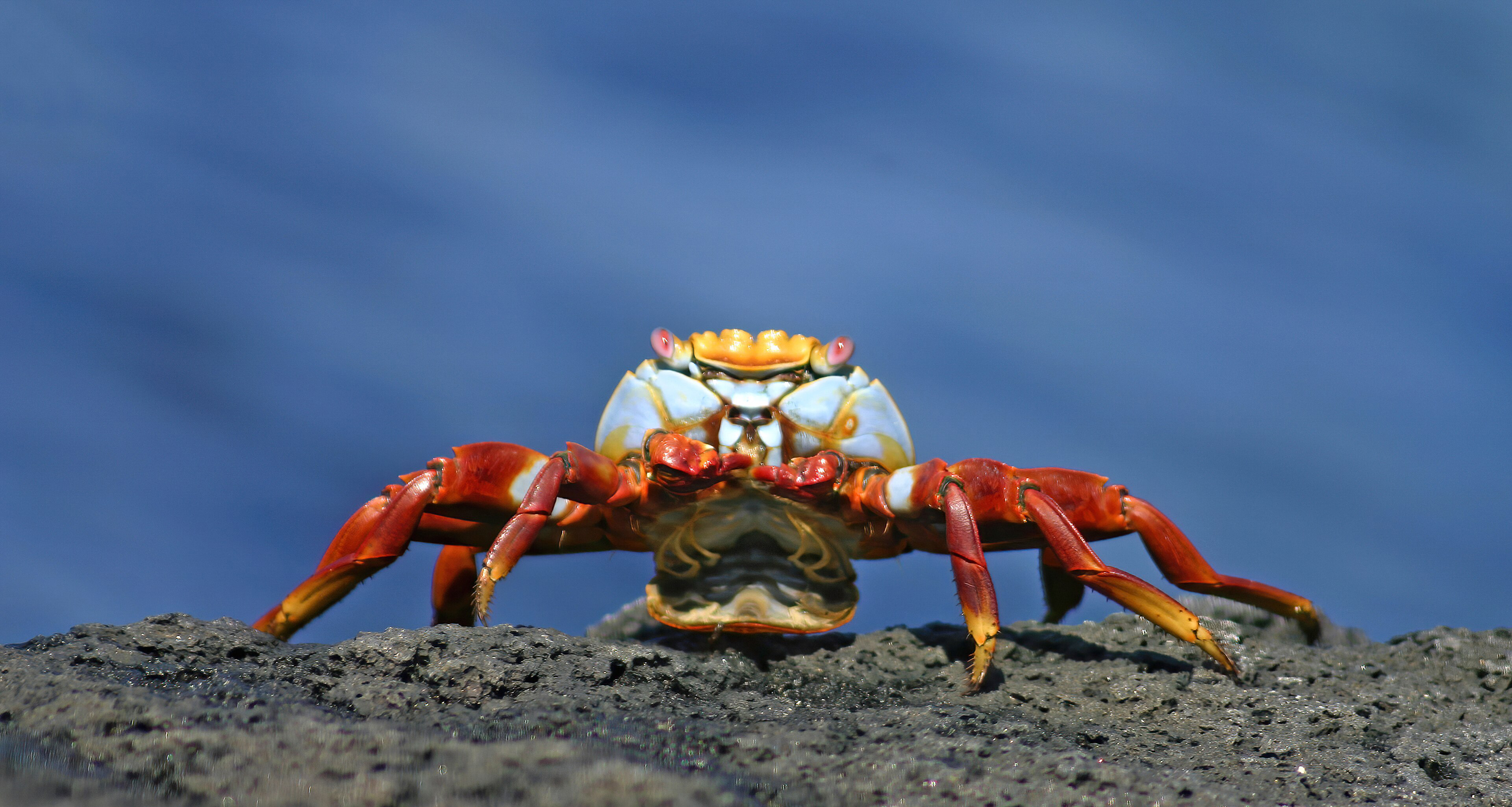 Galapagos Sally Lightfoot Crab
