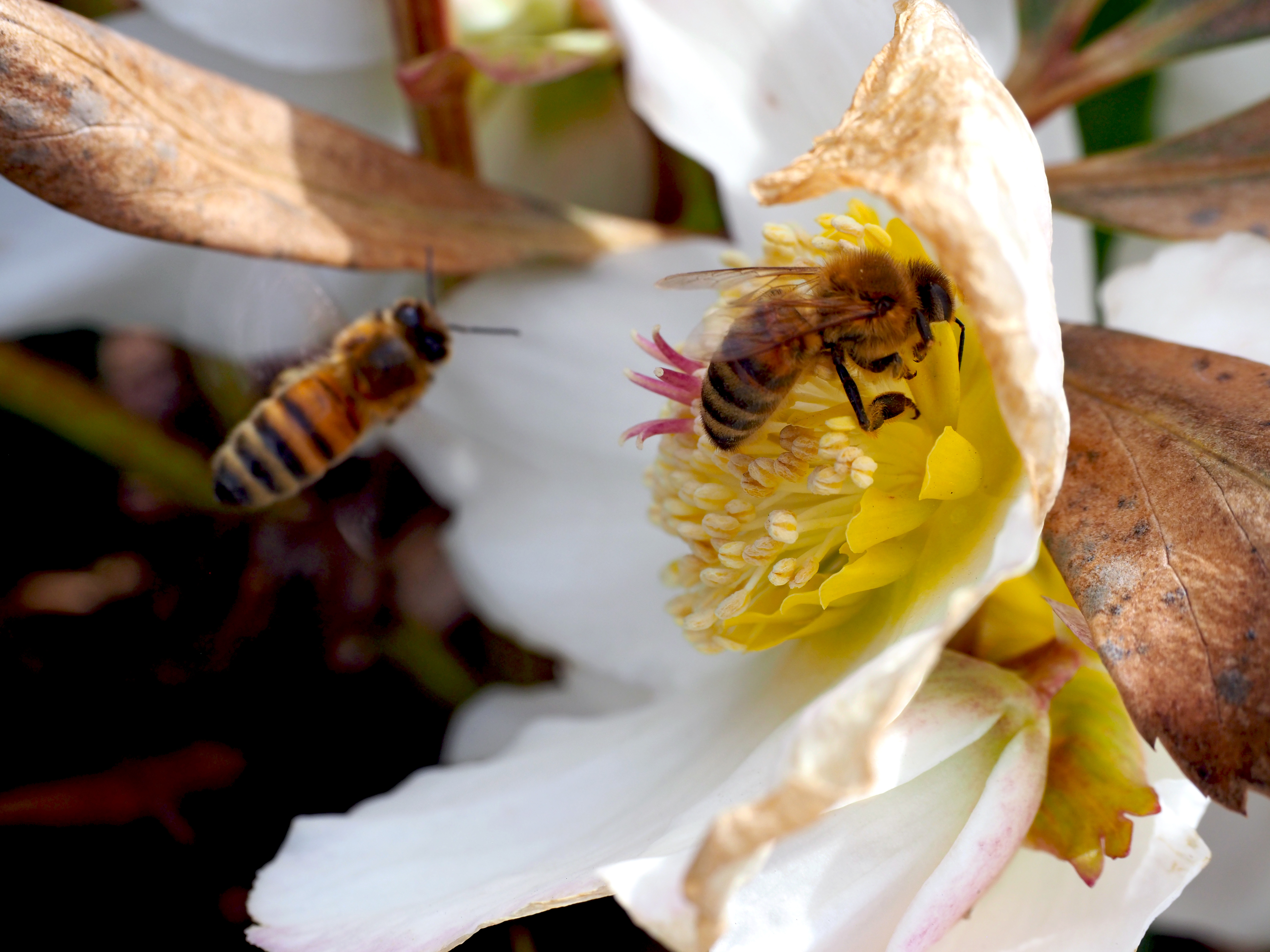Honey Bee © Antonia Guidotti